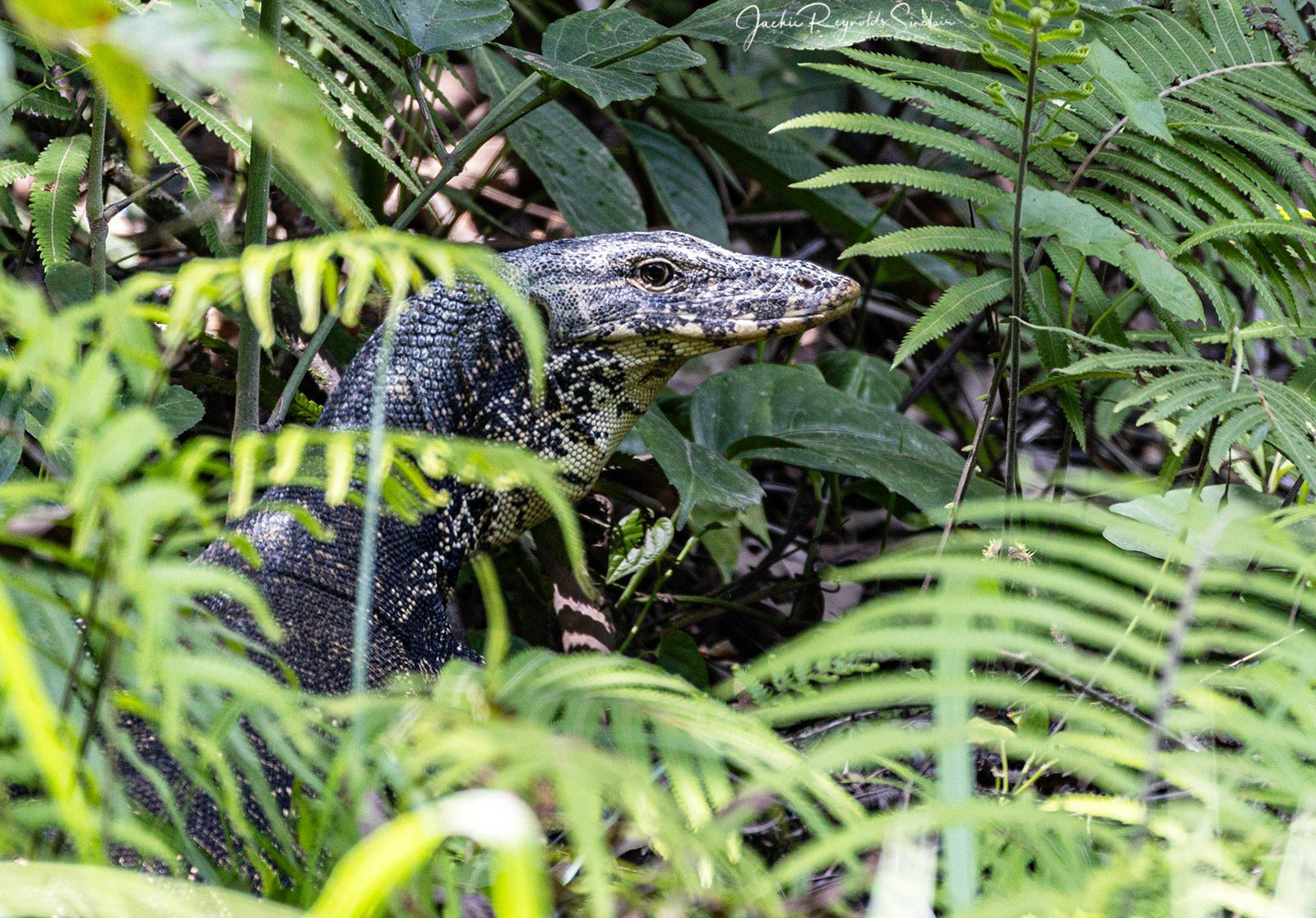 Monitor Lizard