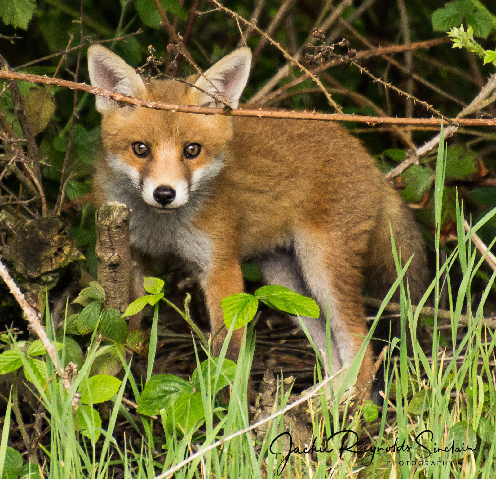 Fox Cub, UK