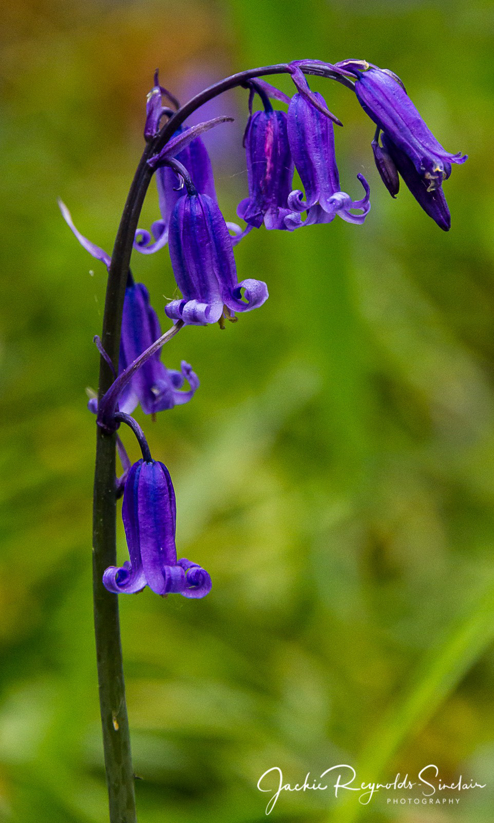 Bluebell, UK