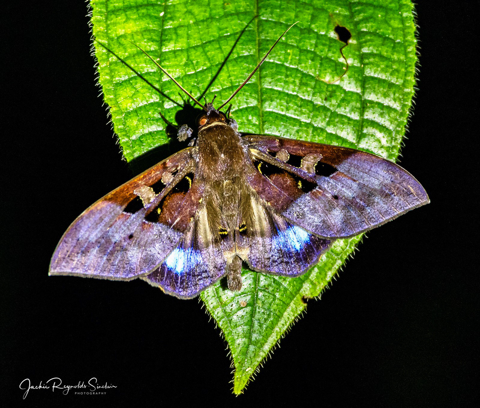 Moth - Ischyja paraplesius