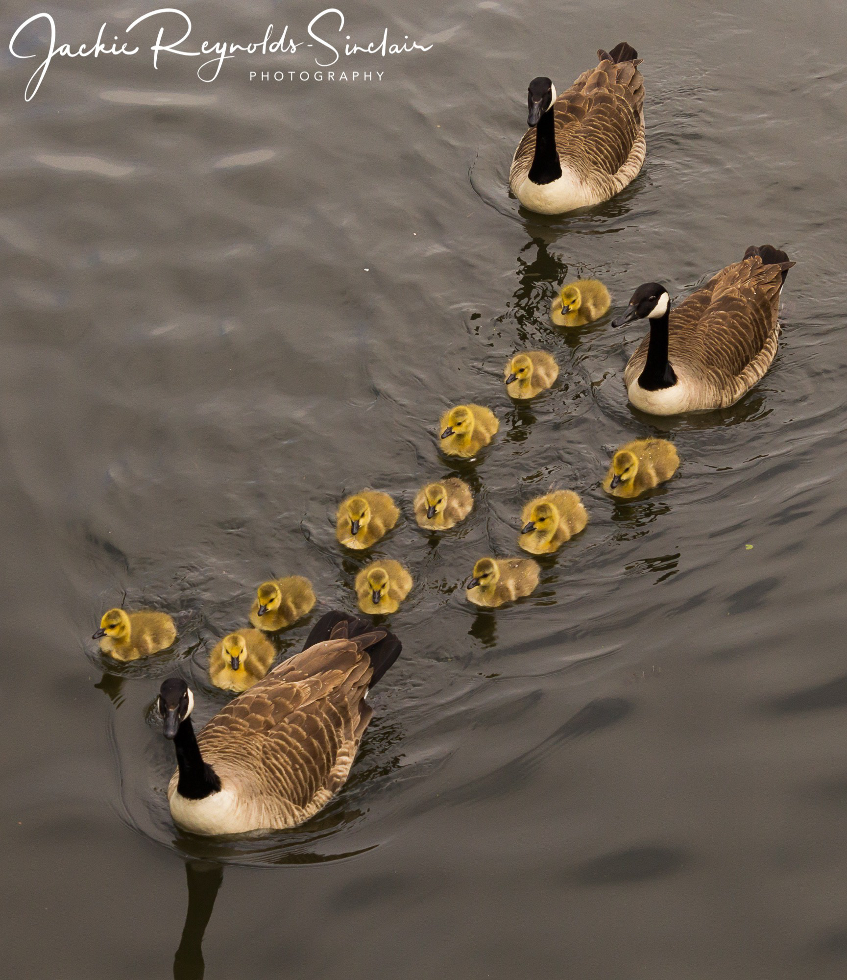 Geese and goslings, UK