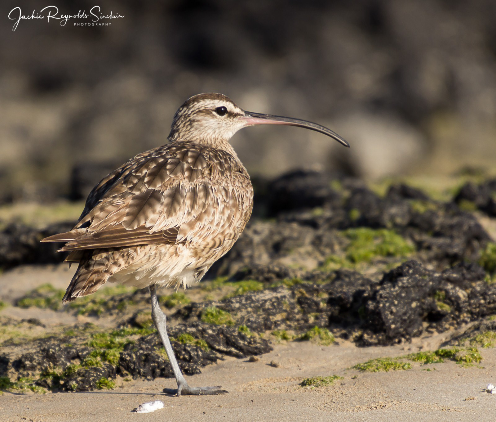 Galapagos Hudsonian Curlew
