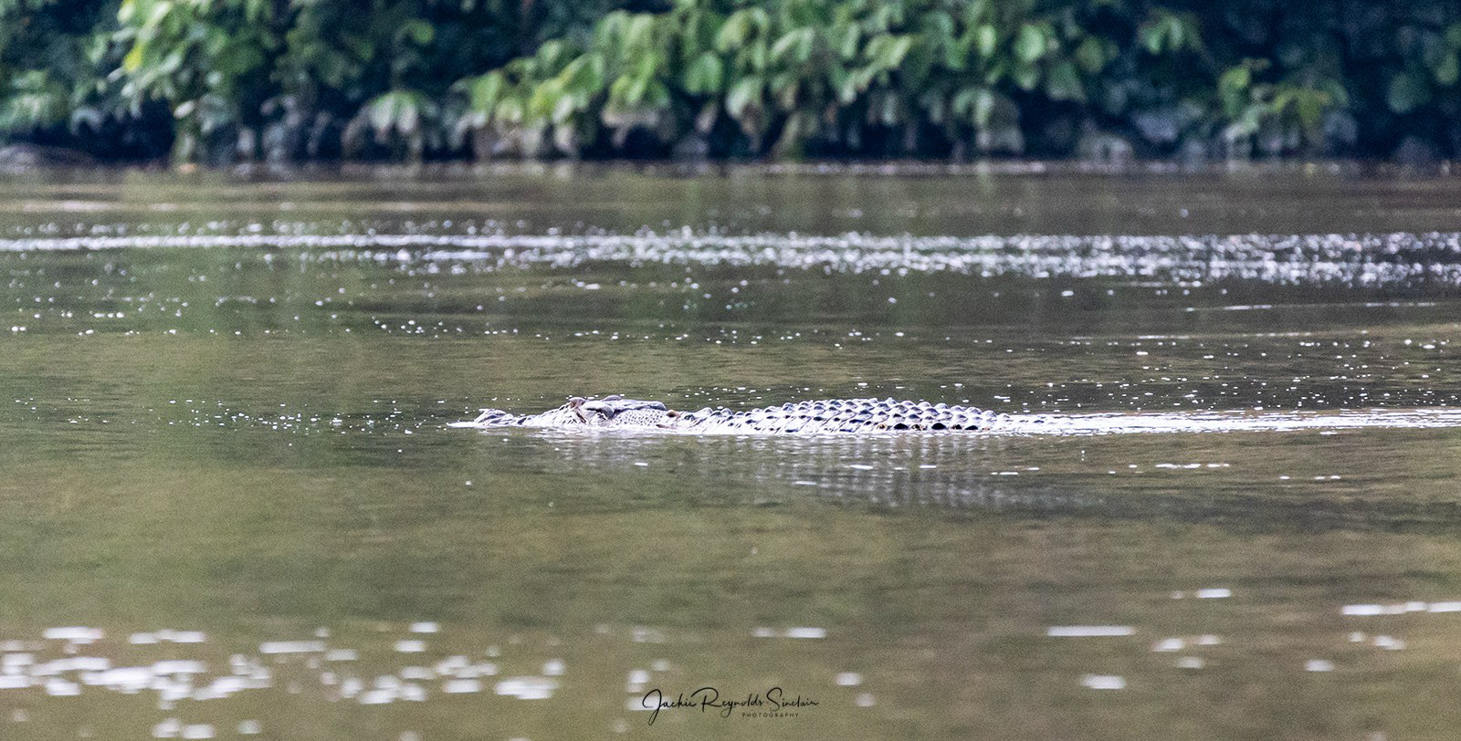 Saltwater Crocodile (adult)