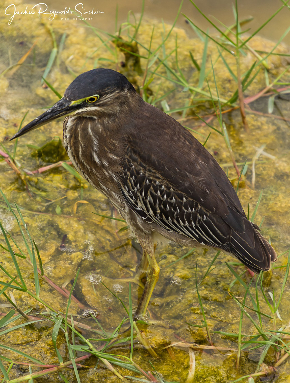 Galapagos Lava Heron