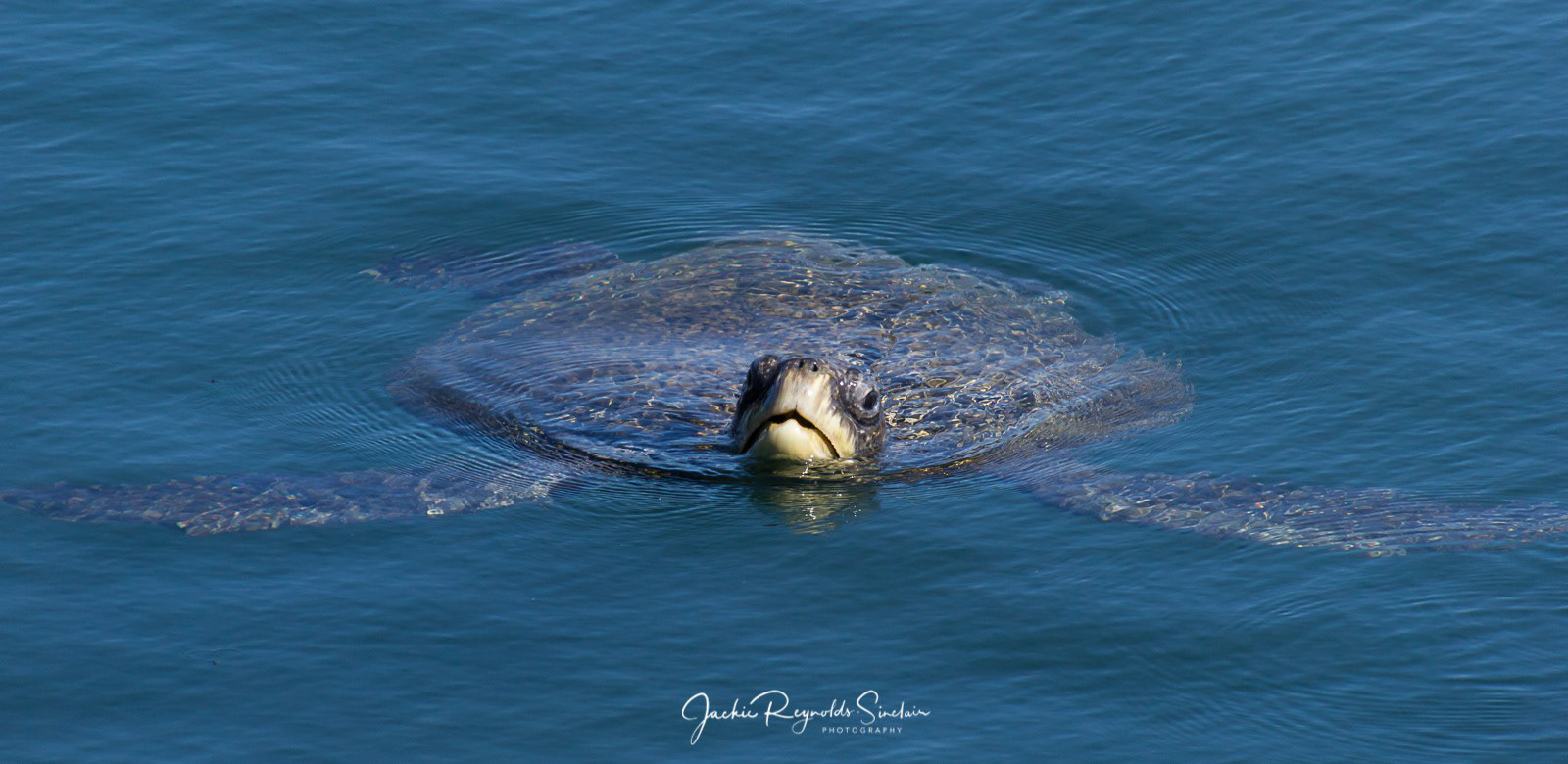 Galapagos Islands