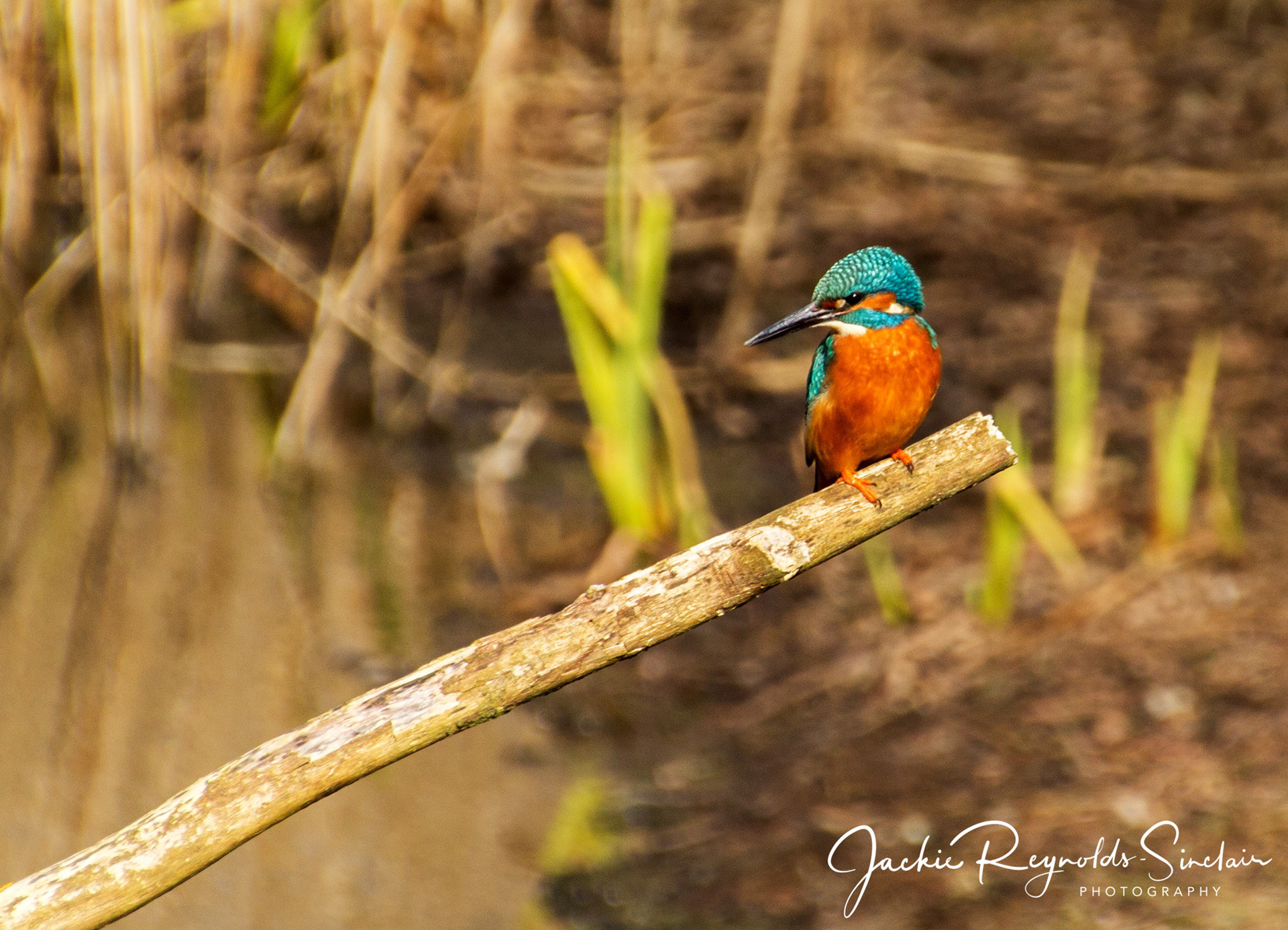 Kingfisher, UK