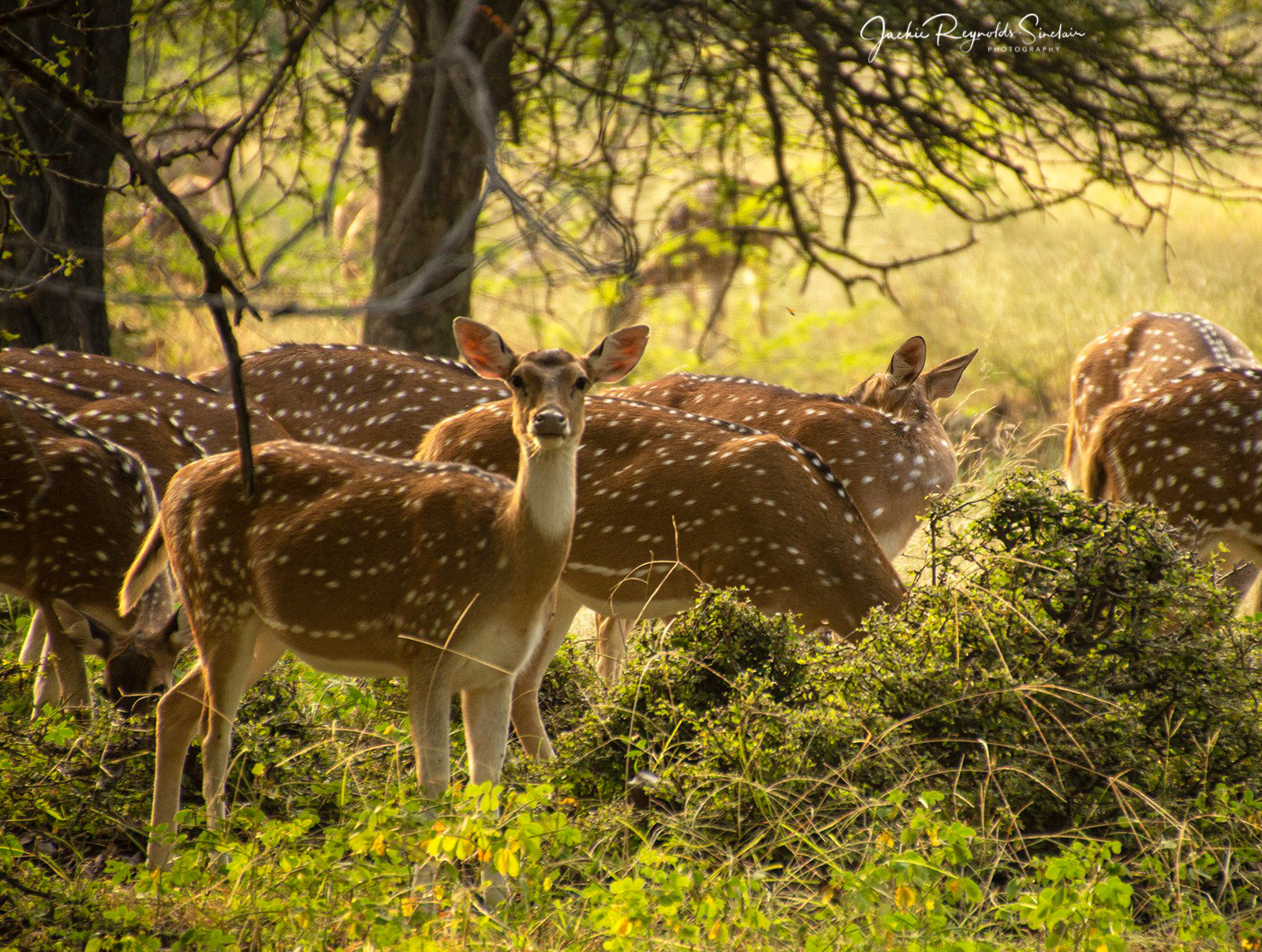 Spotted Deer, Ranthambore National Park