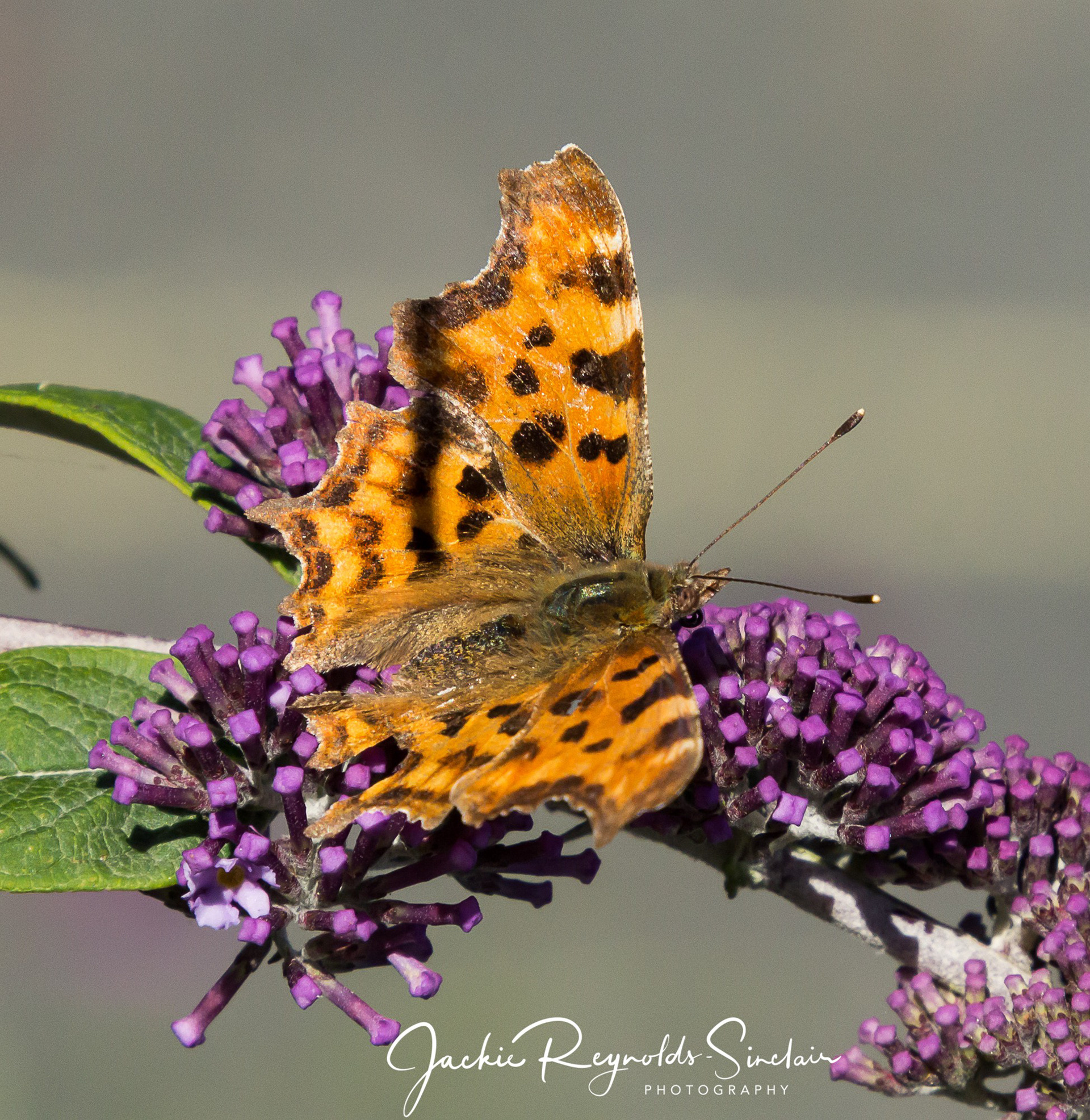 Comma Butterfly, UK