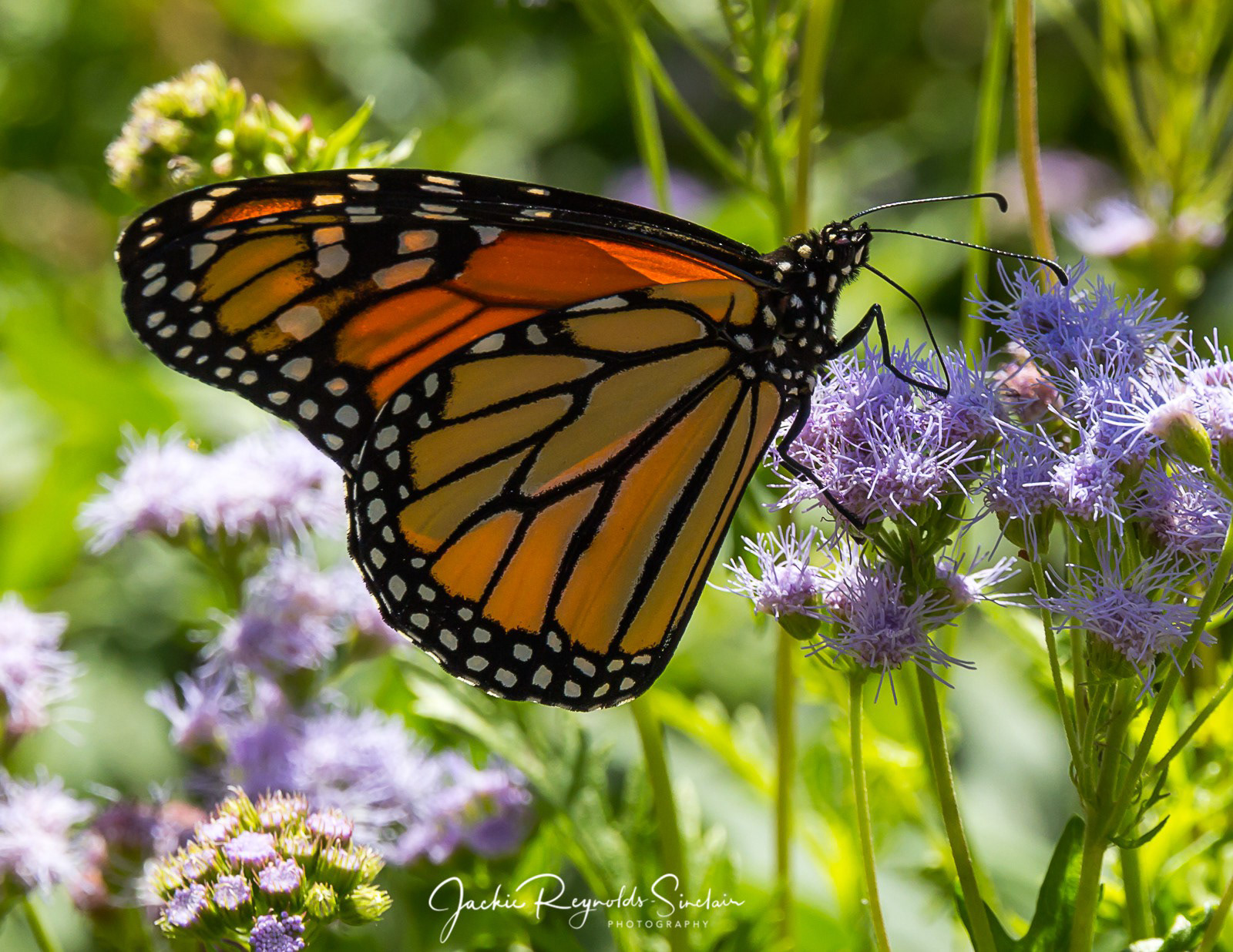 Monarch Butterfly, Oklahoma, USA