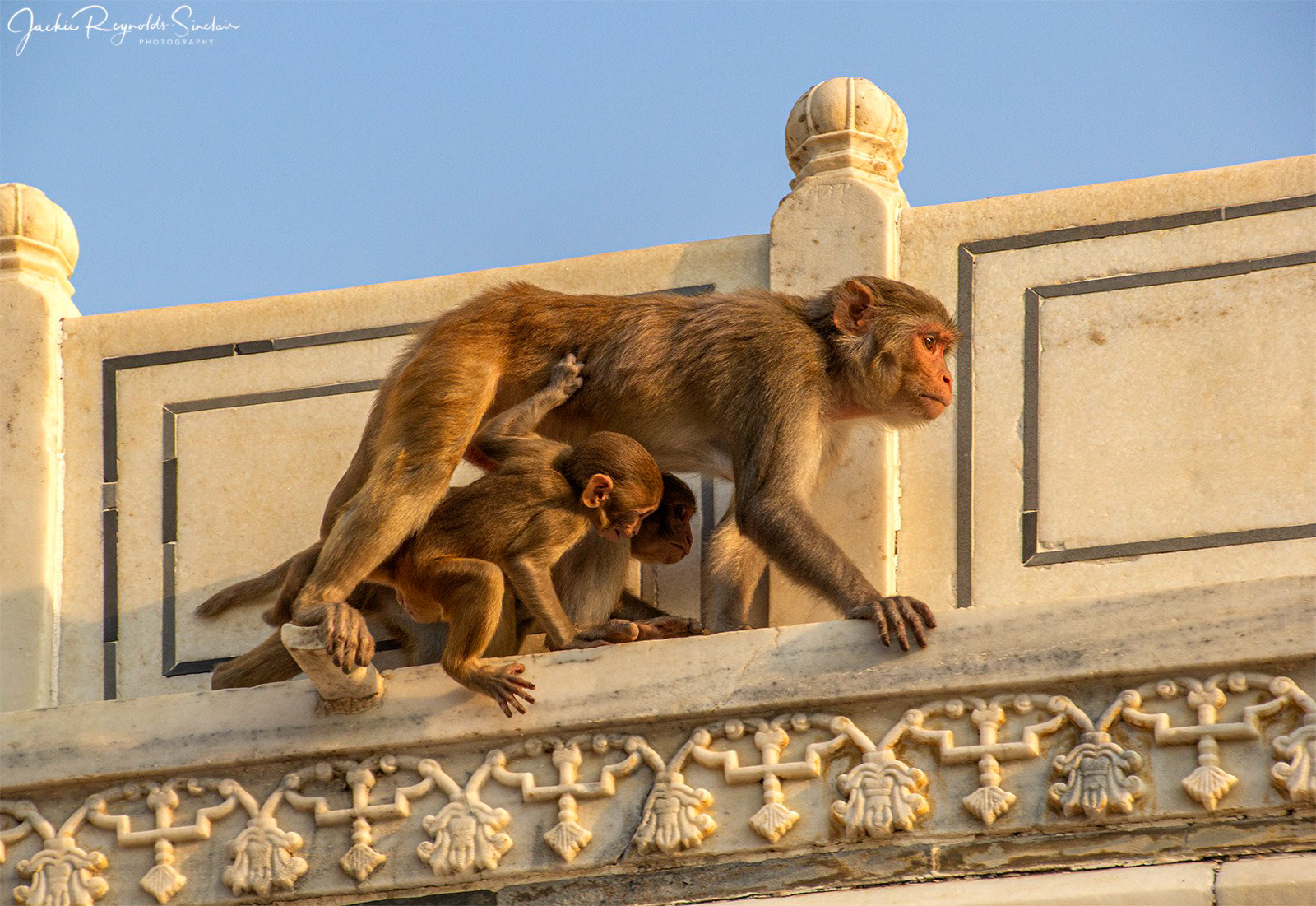 Langurs, Taj Mahal