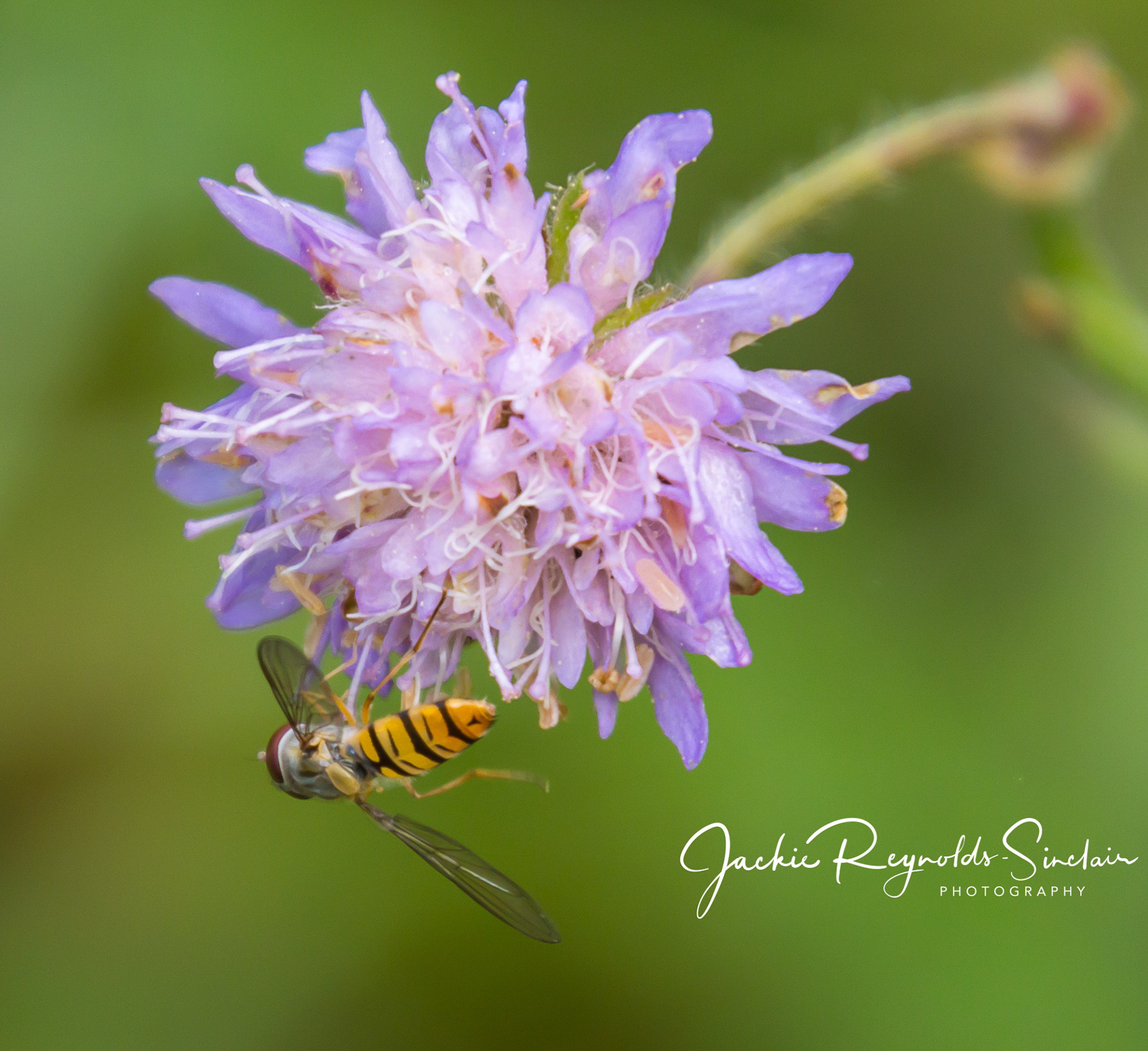 Scabiosa Flower with insect, UK