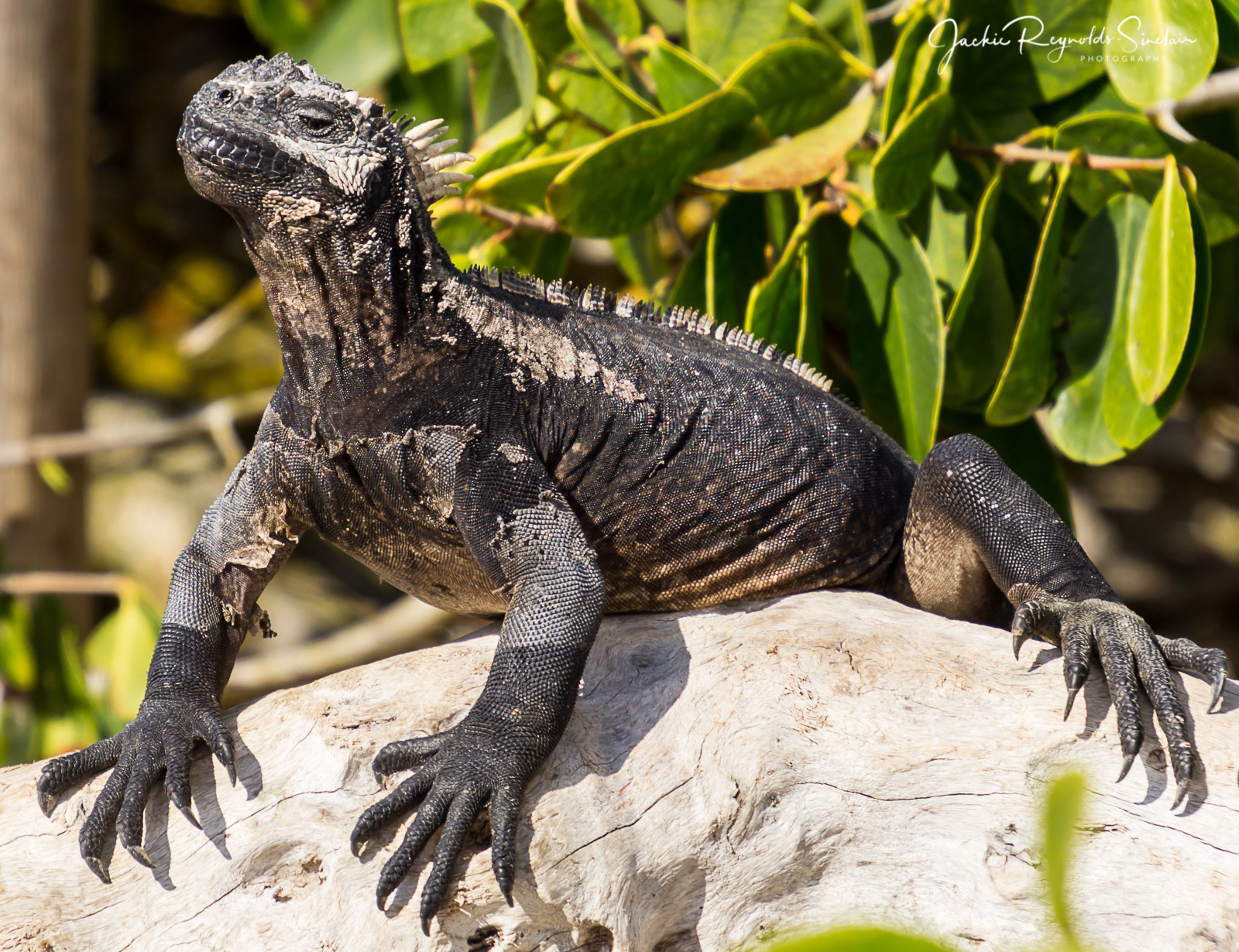 Land Iguana