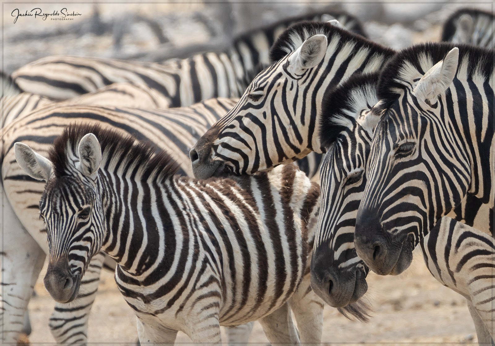 Wildlife in Namibia