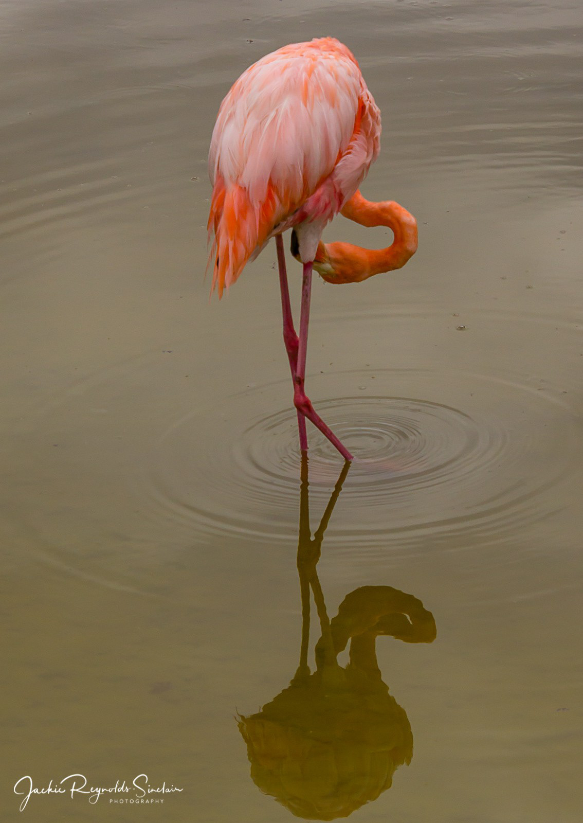 Galapagos Flamingo