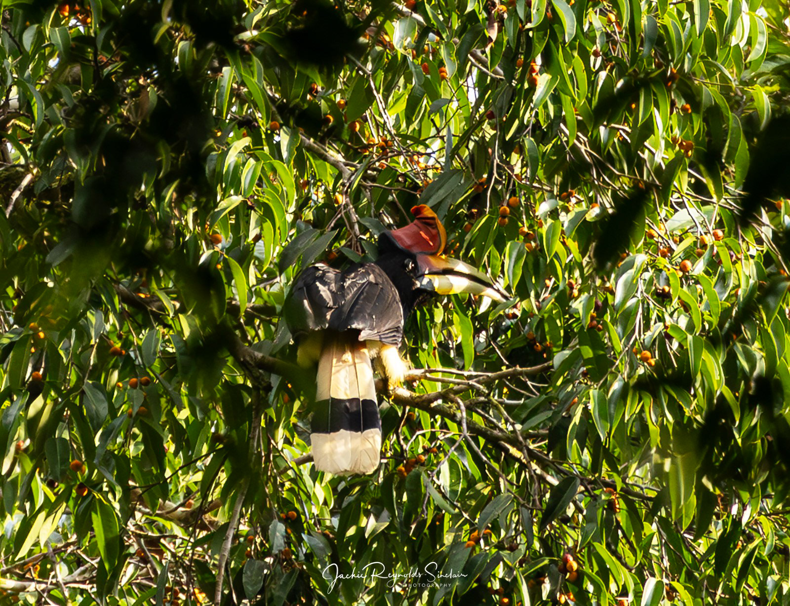 Rhinoceros hornbill
