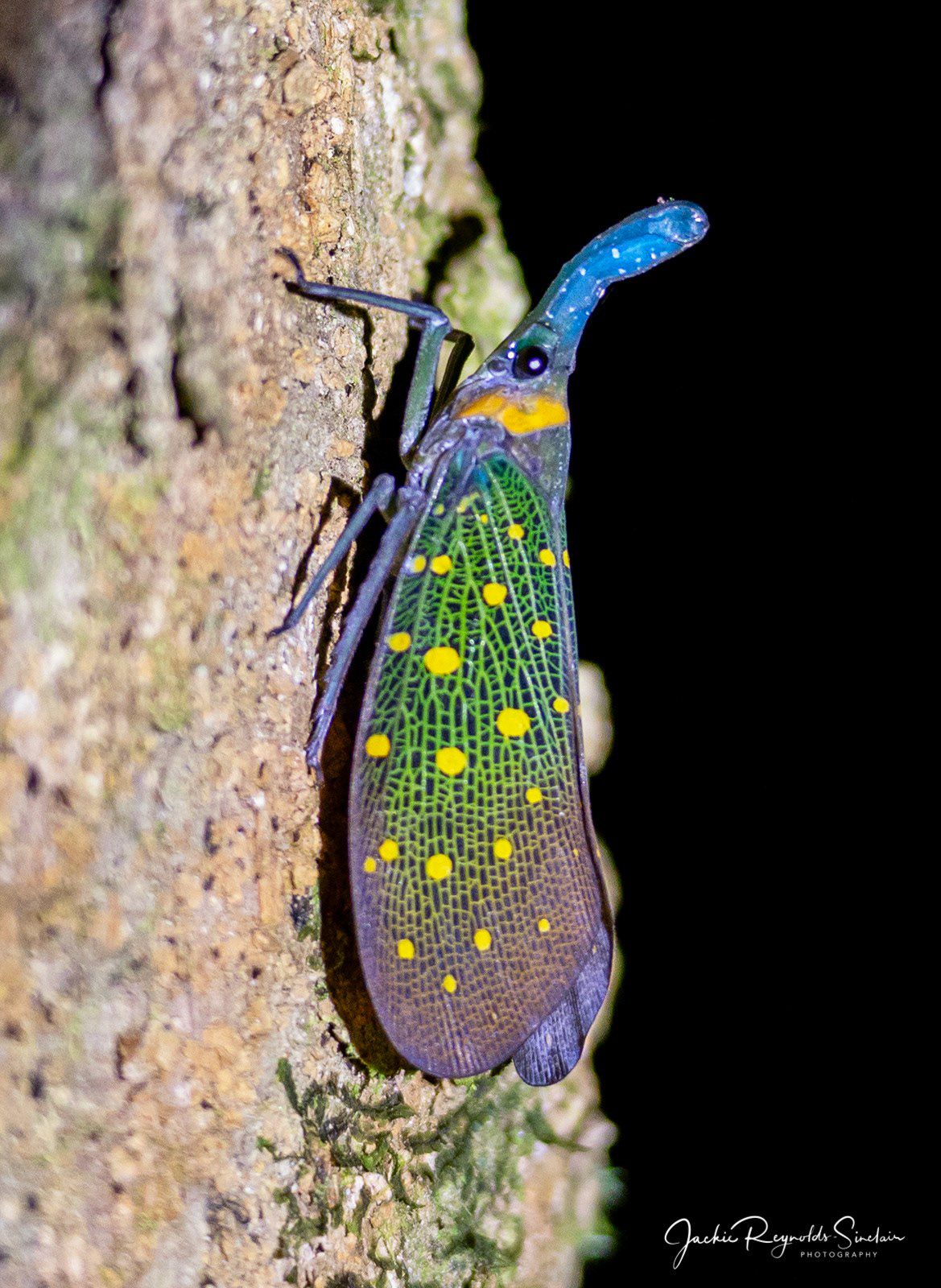 Lantern Bug