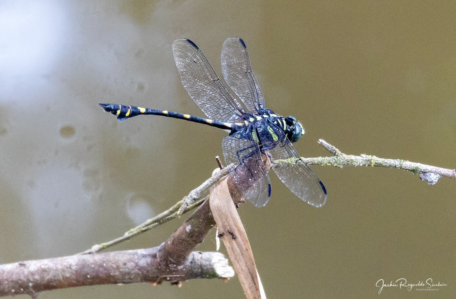Common flangetail (Ictinogomphus decoratus melaenops)