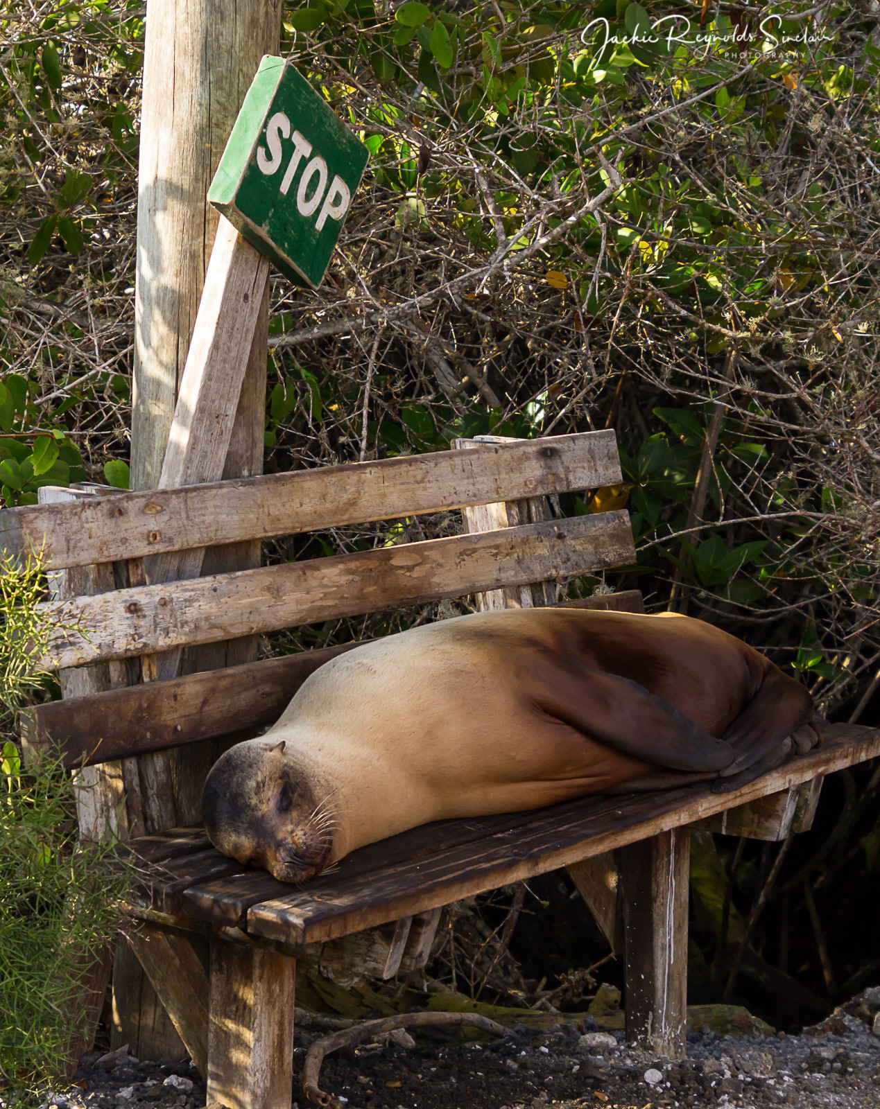 Galapagos Sea Lion, Tintoreras (Isabella Island)