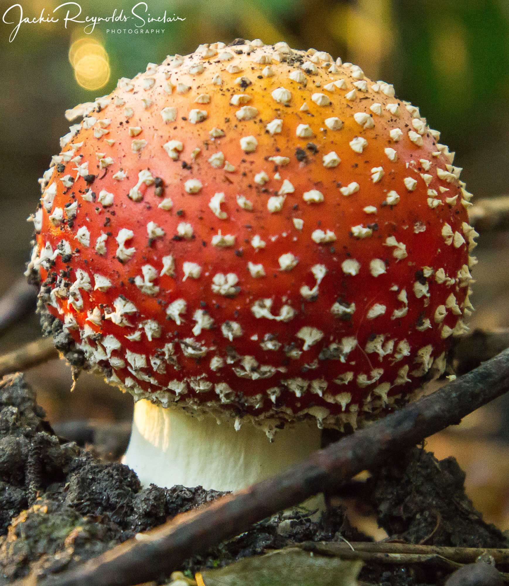 Fly Agaric Toadstool, UK