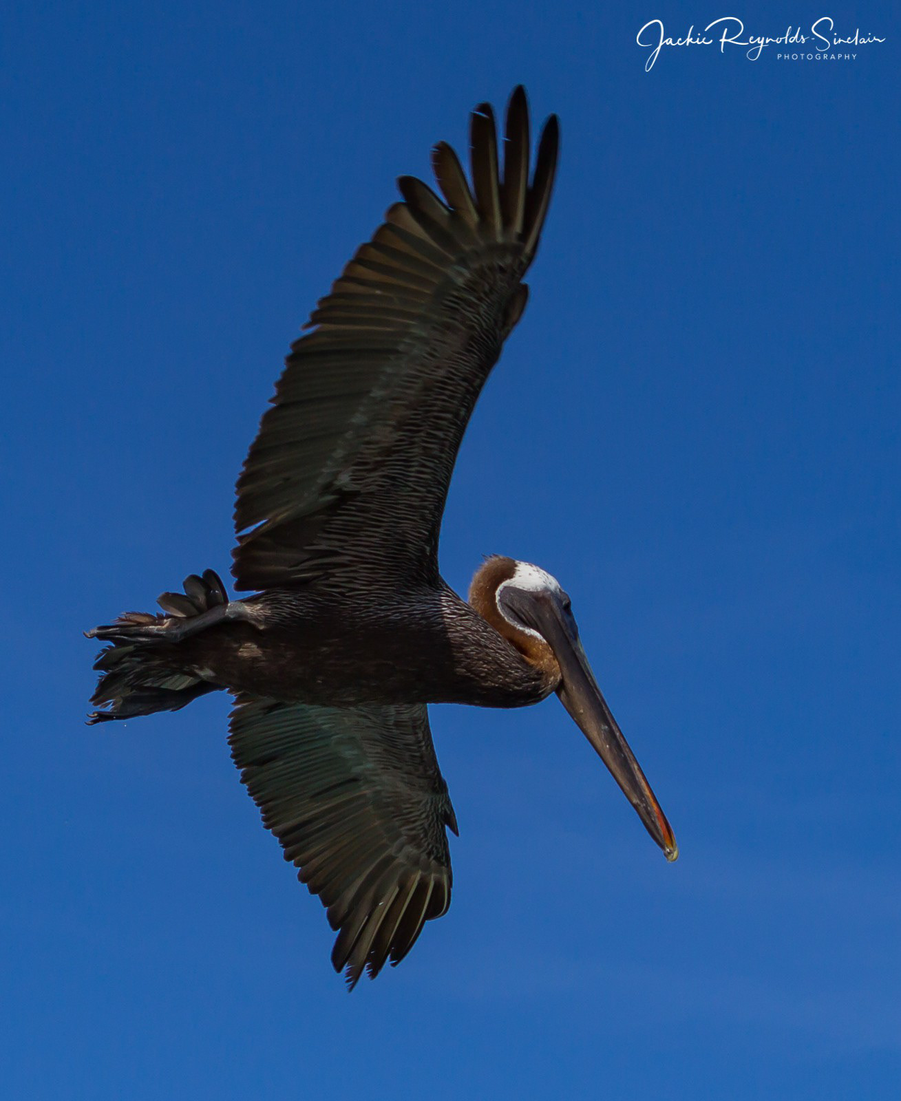 Galapagos Brown Pelican