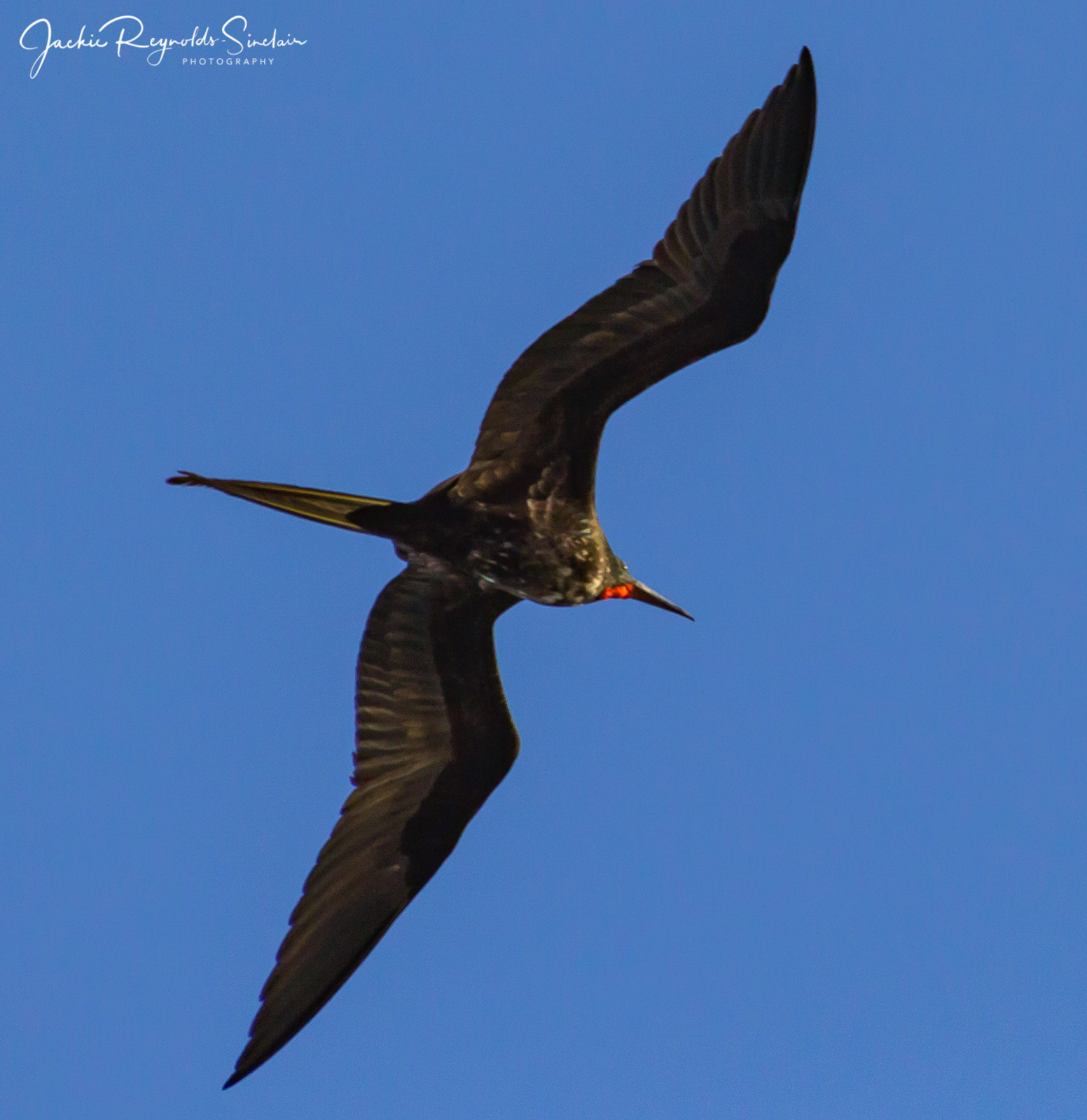 Frigate Bird