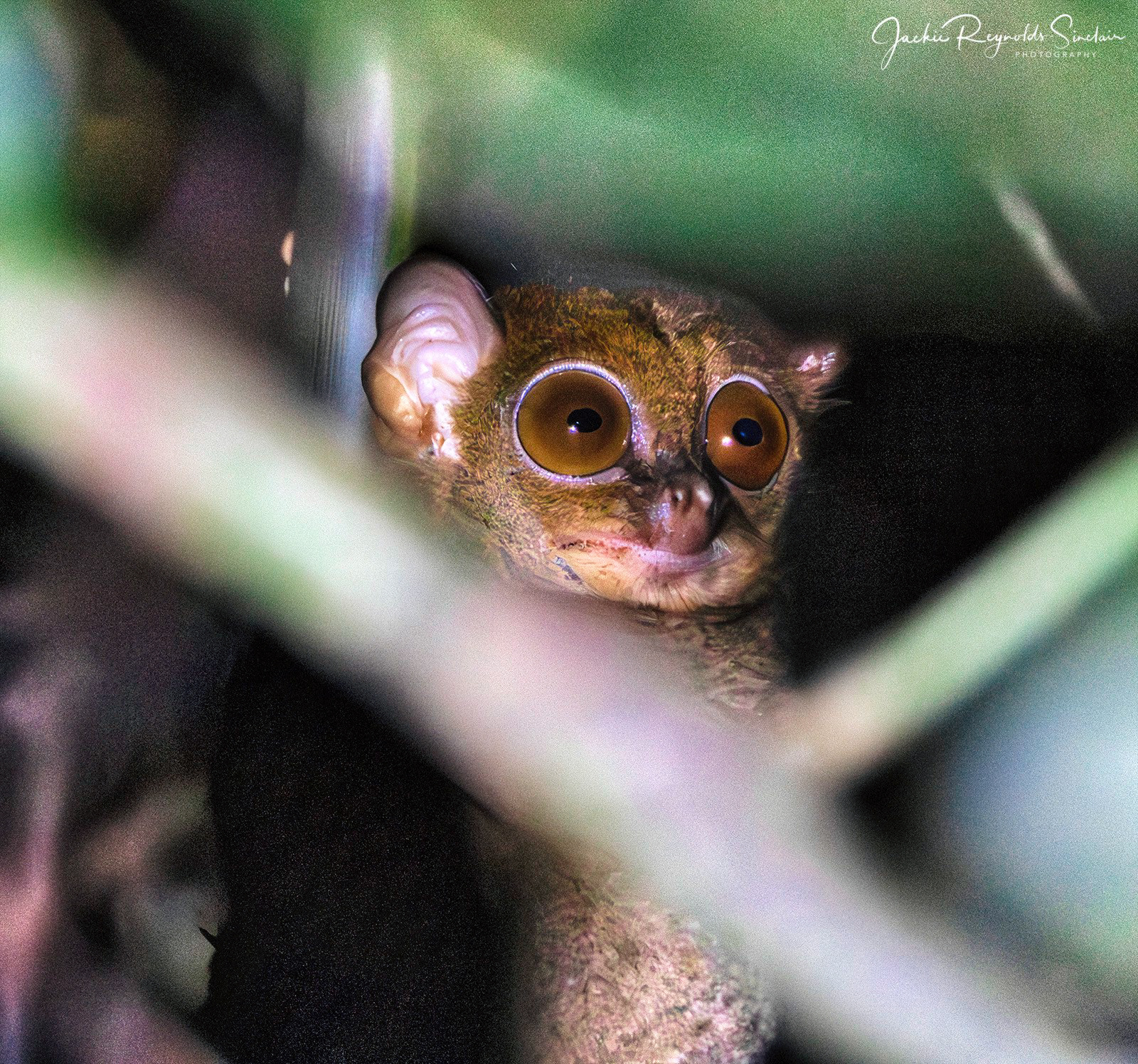 Western Tarsier