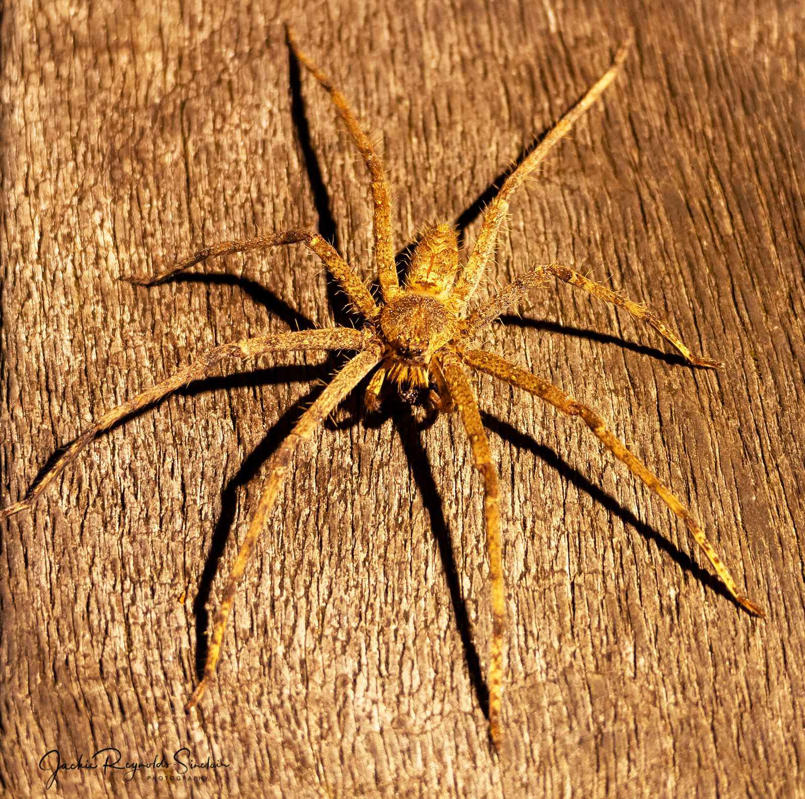 Huntsman Spider