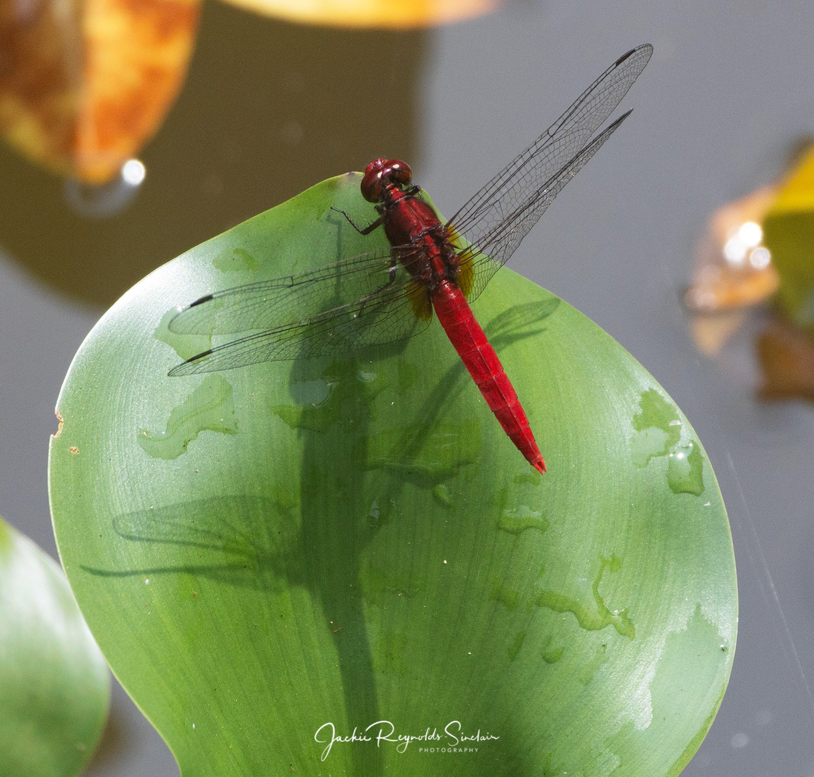 Rhodothemis rufa