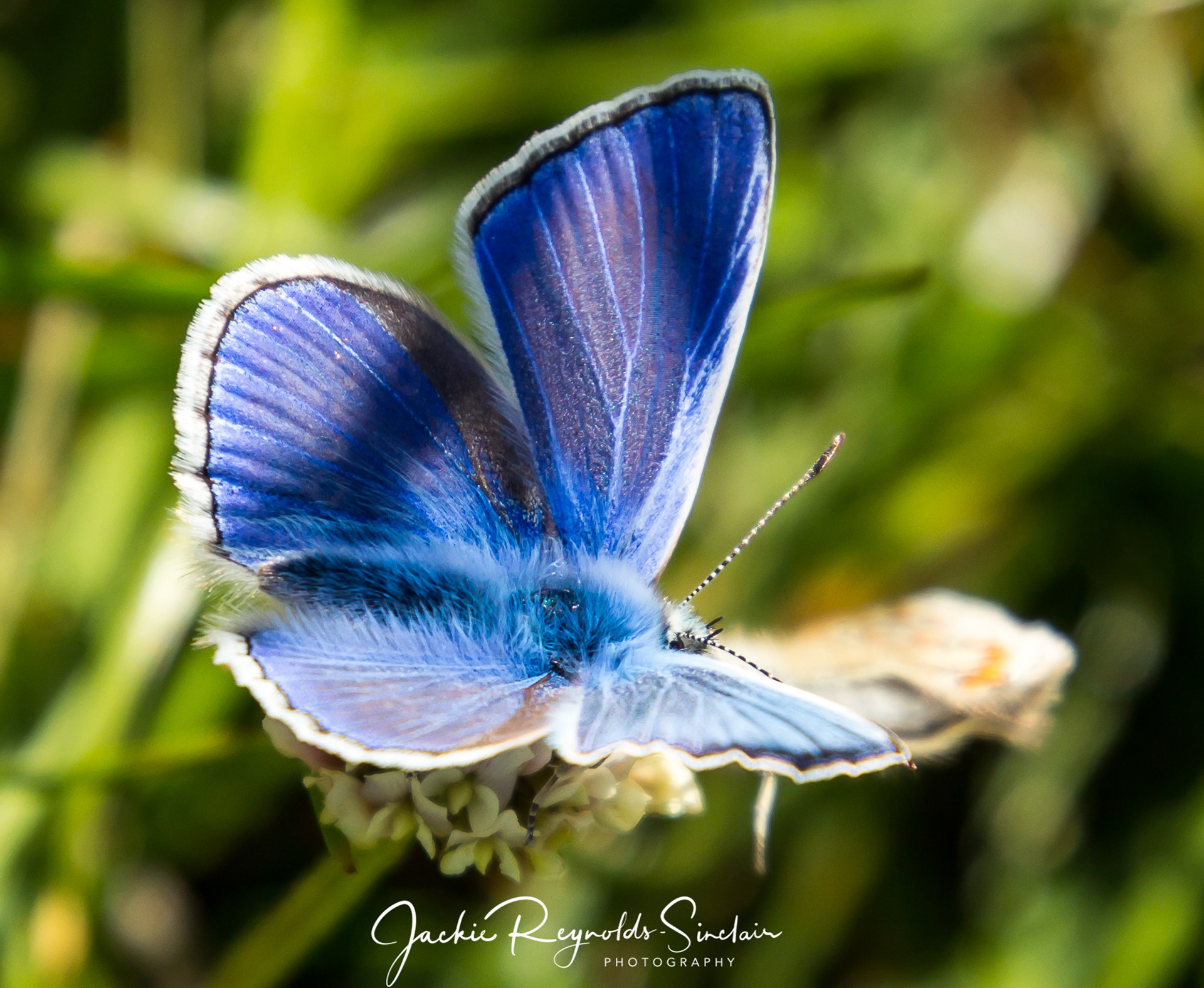 Common Blue Butterfly, UK