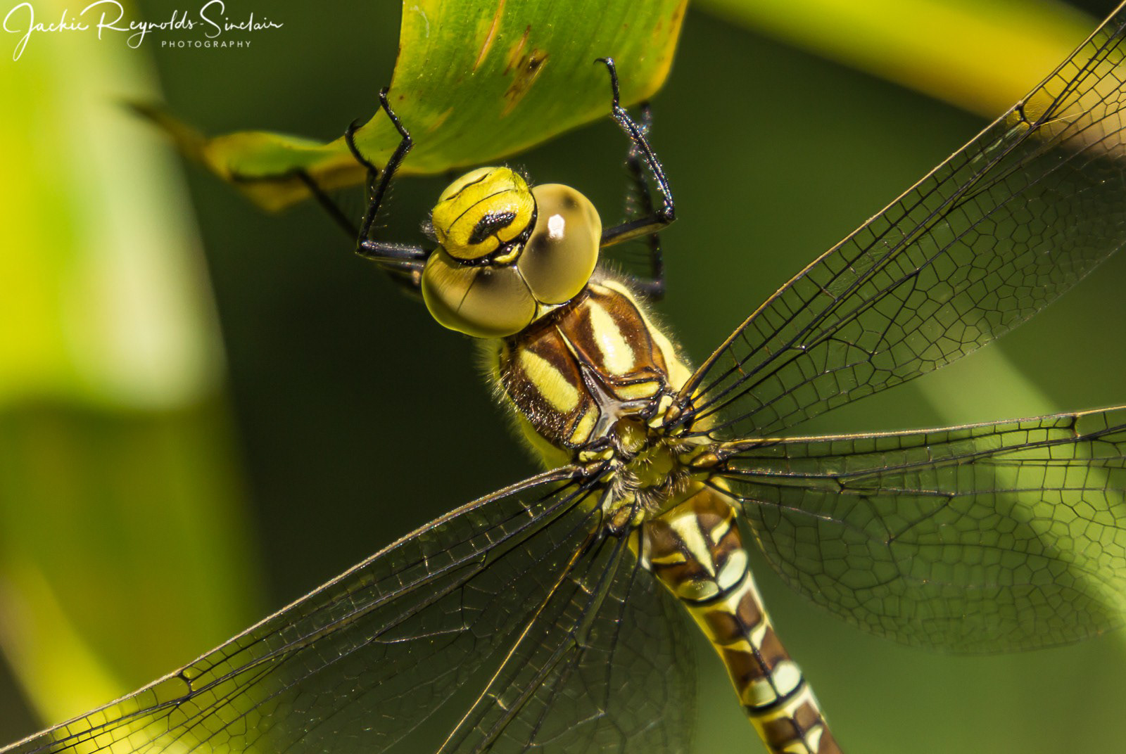 Golden Ringed Dragonfly, UK