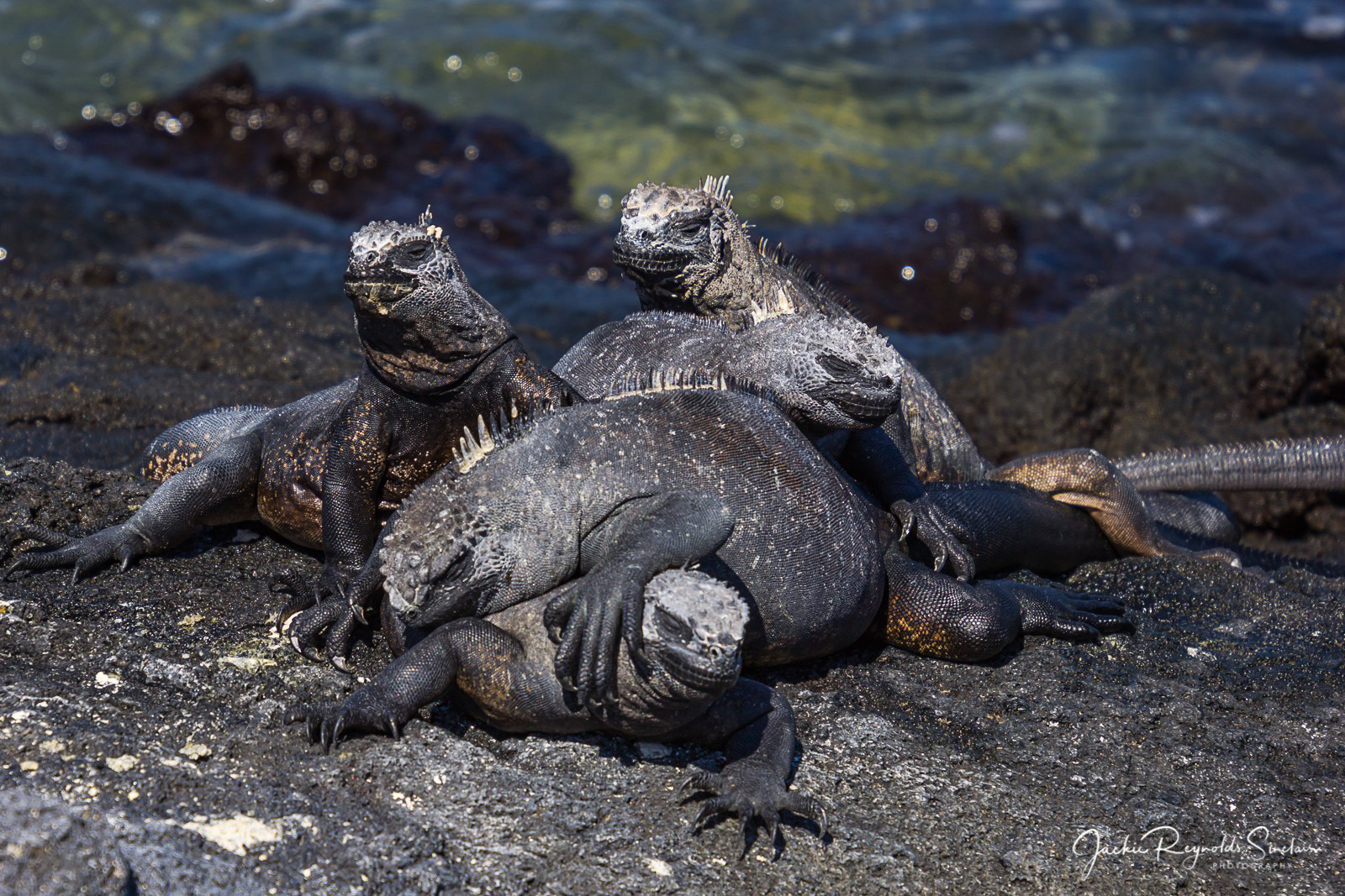 Marine Iguanas