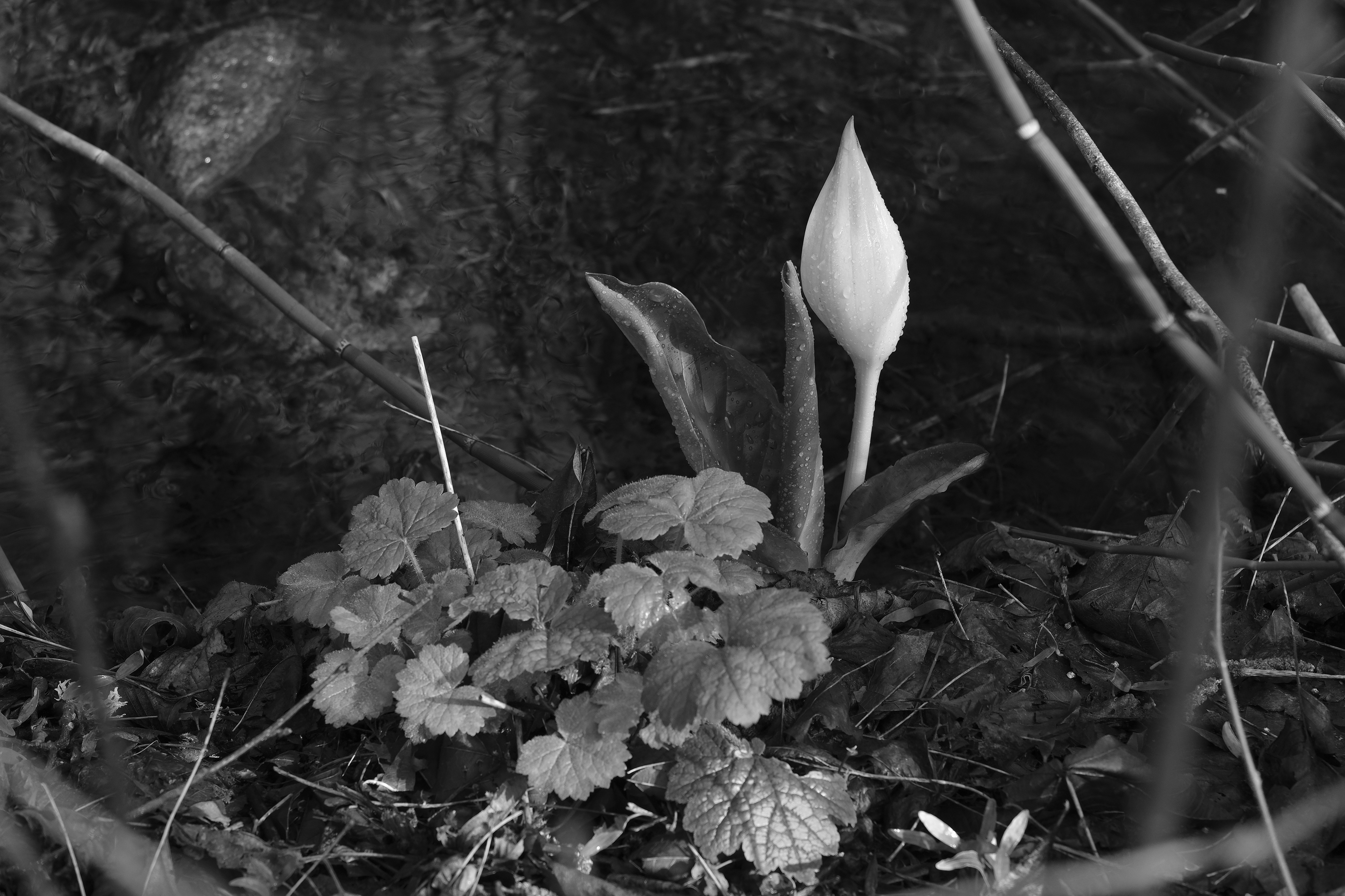 Acros Film Simulation