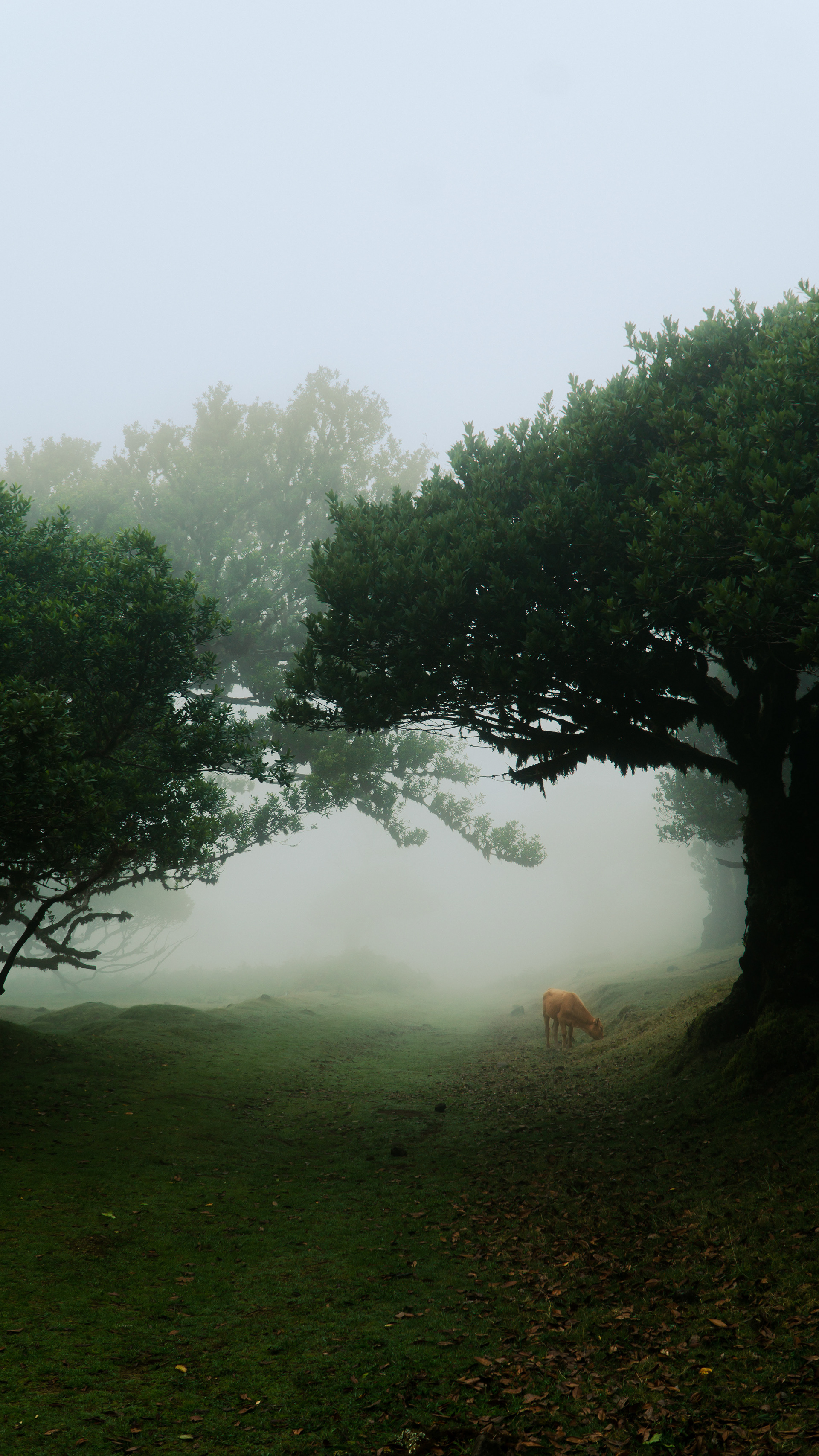 Fanal Forest, Madeira