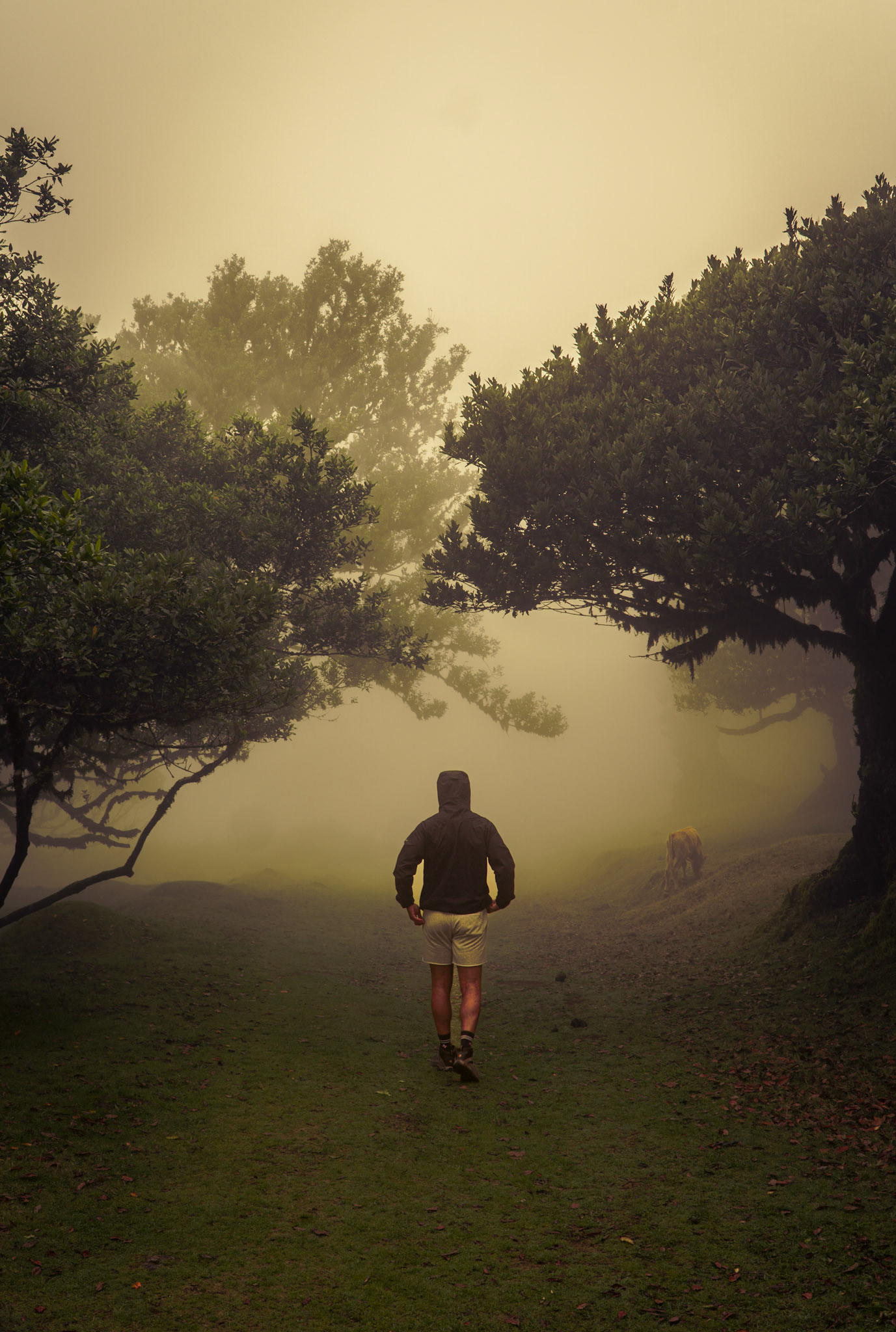 Fanal Forest, Madeira