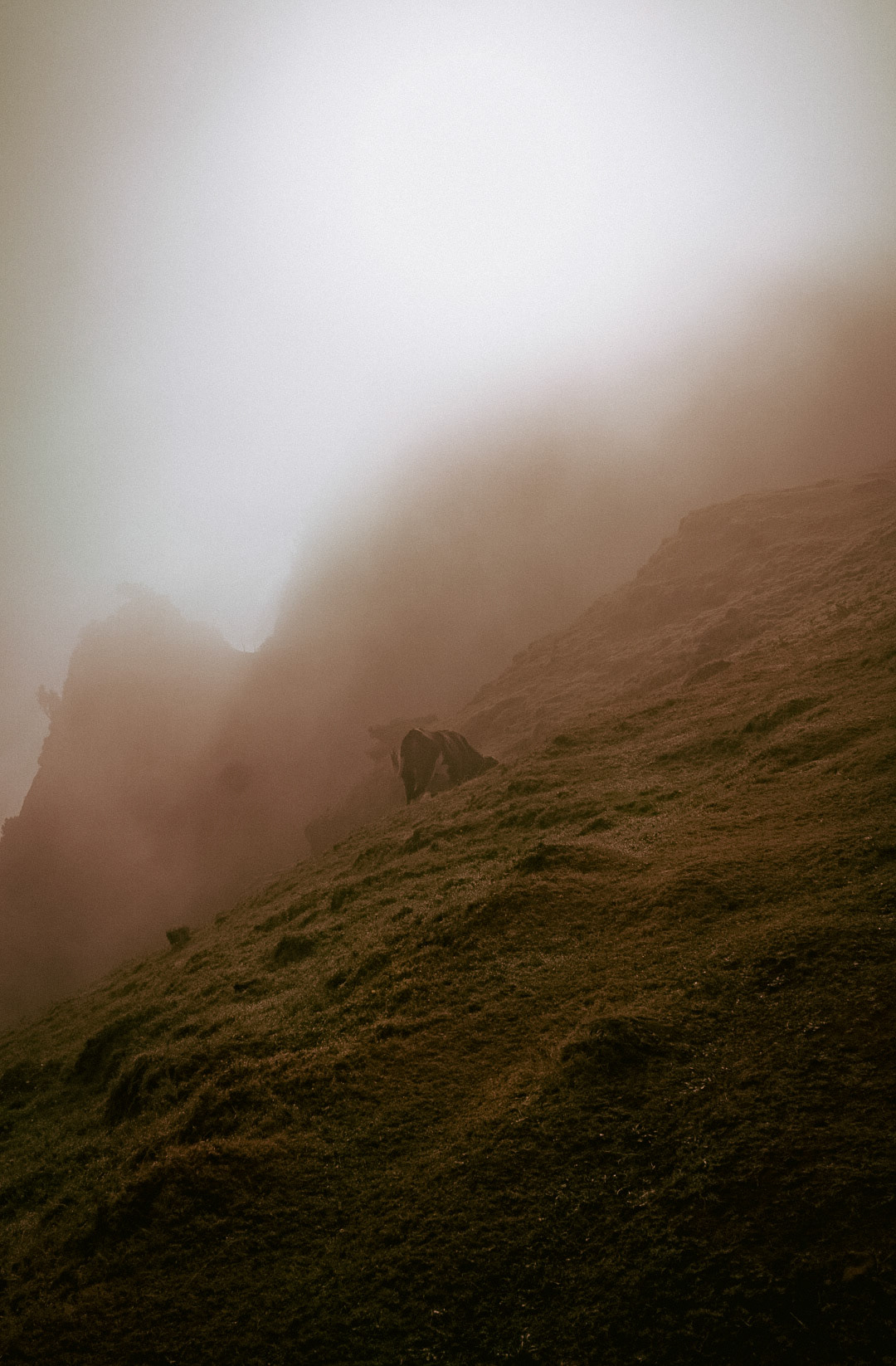 Fanal Forest, Madeira