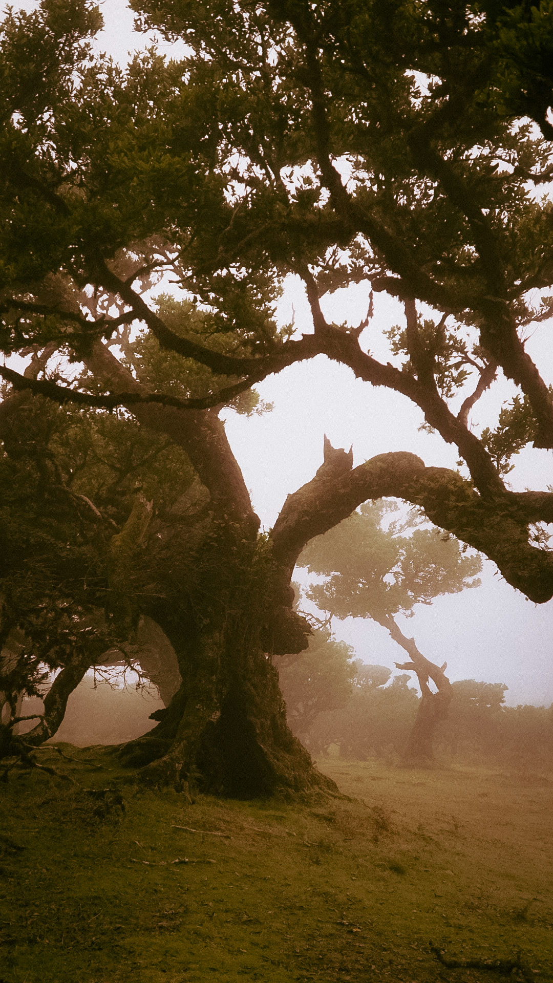 Fanal Forest, Madeira