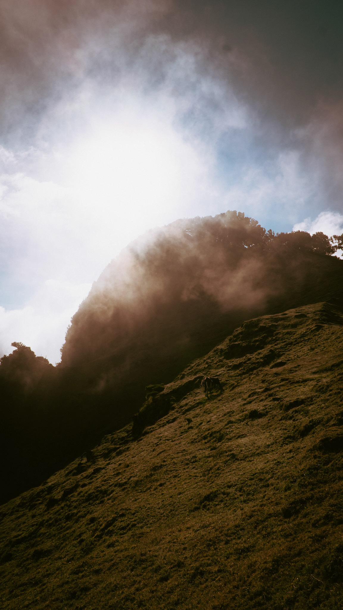 Fanal Forest, Madeira
