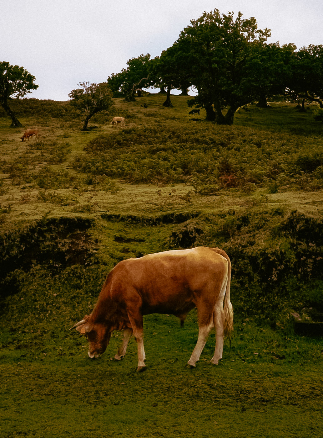 Fanal Forest, Madeira