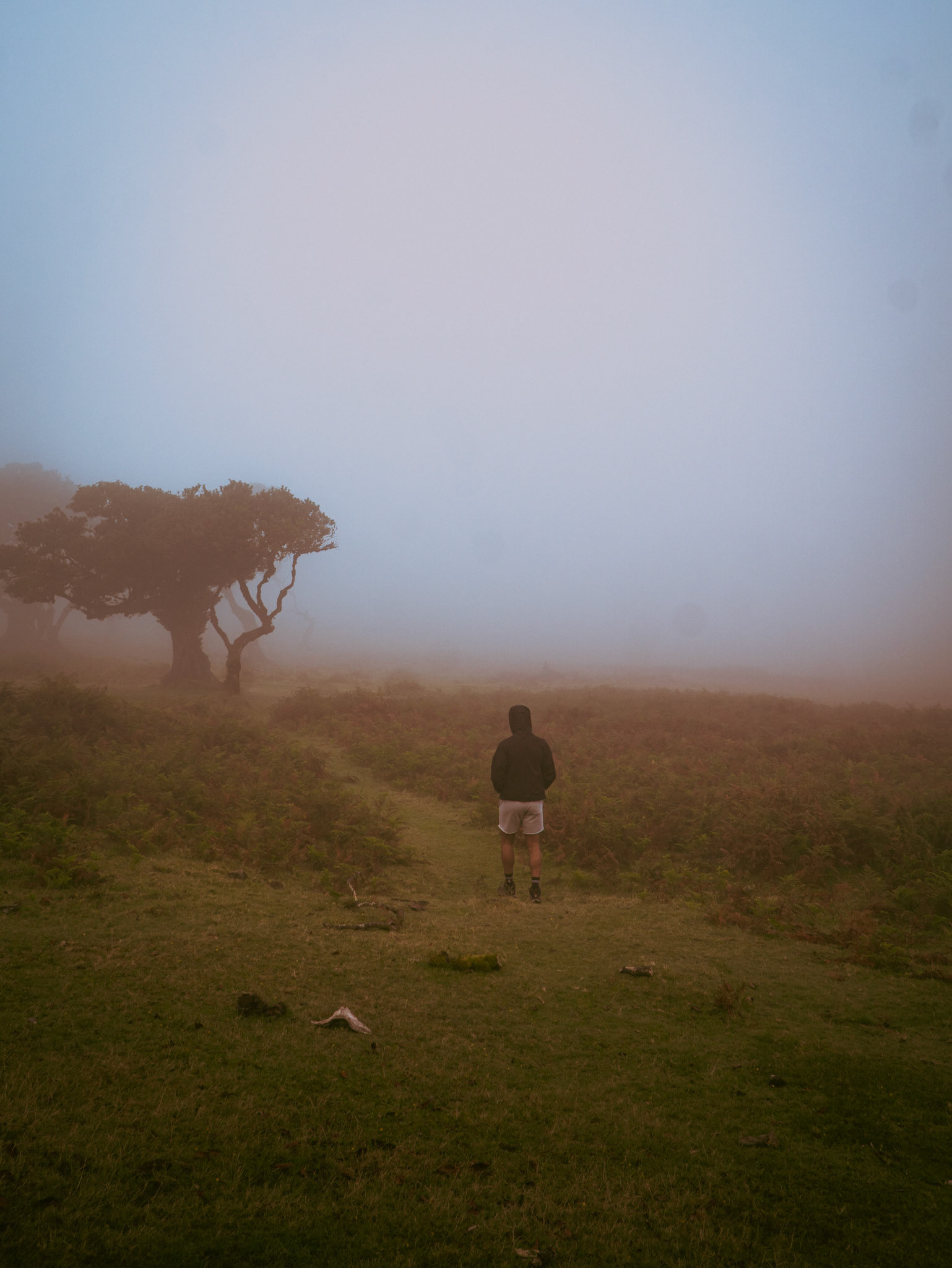Fanal Forest, Madeira