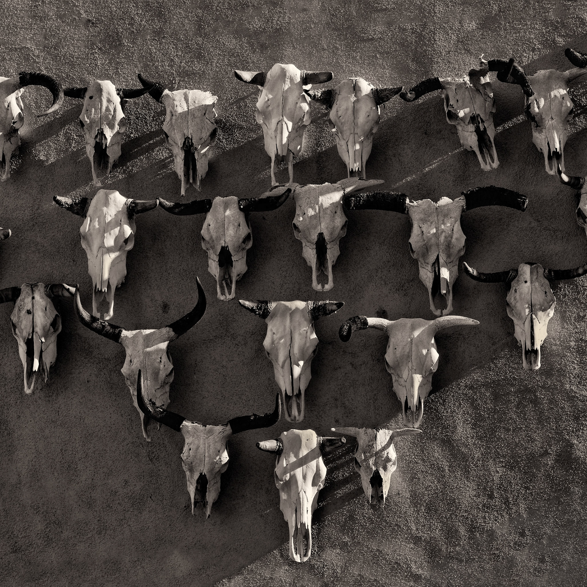 Skulls