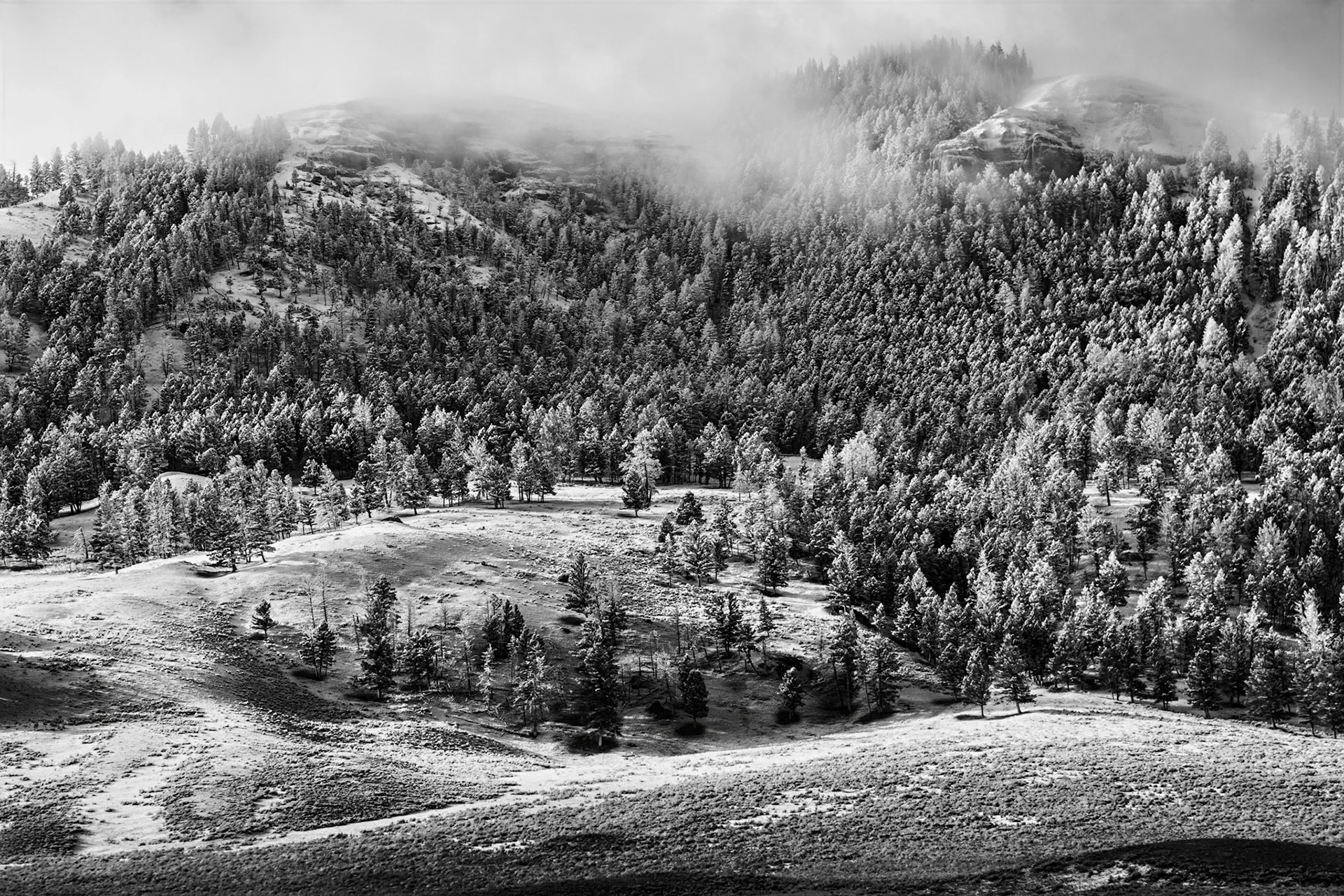 Frosty Morning In Yellowstone