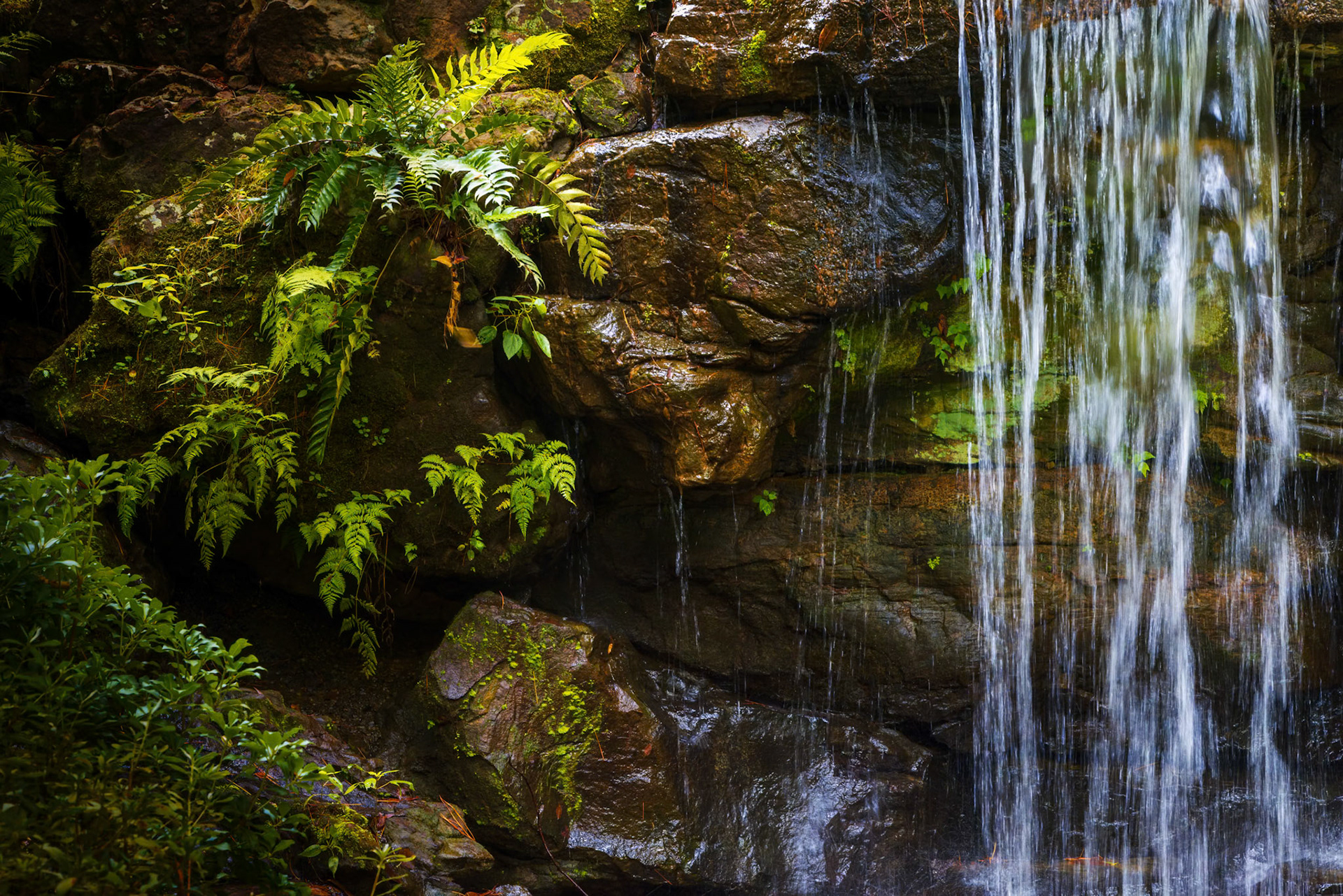 Ferns and Falling Water