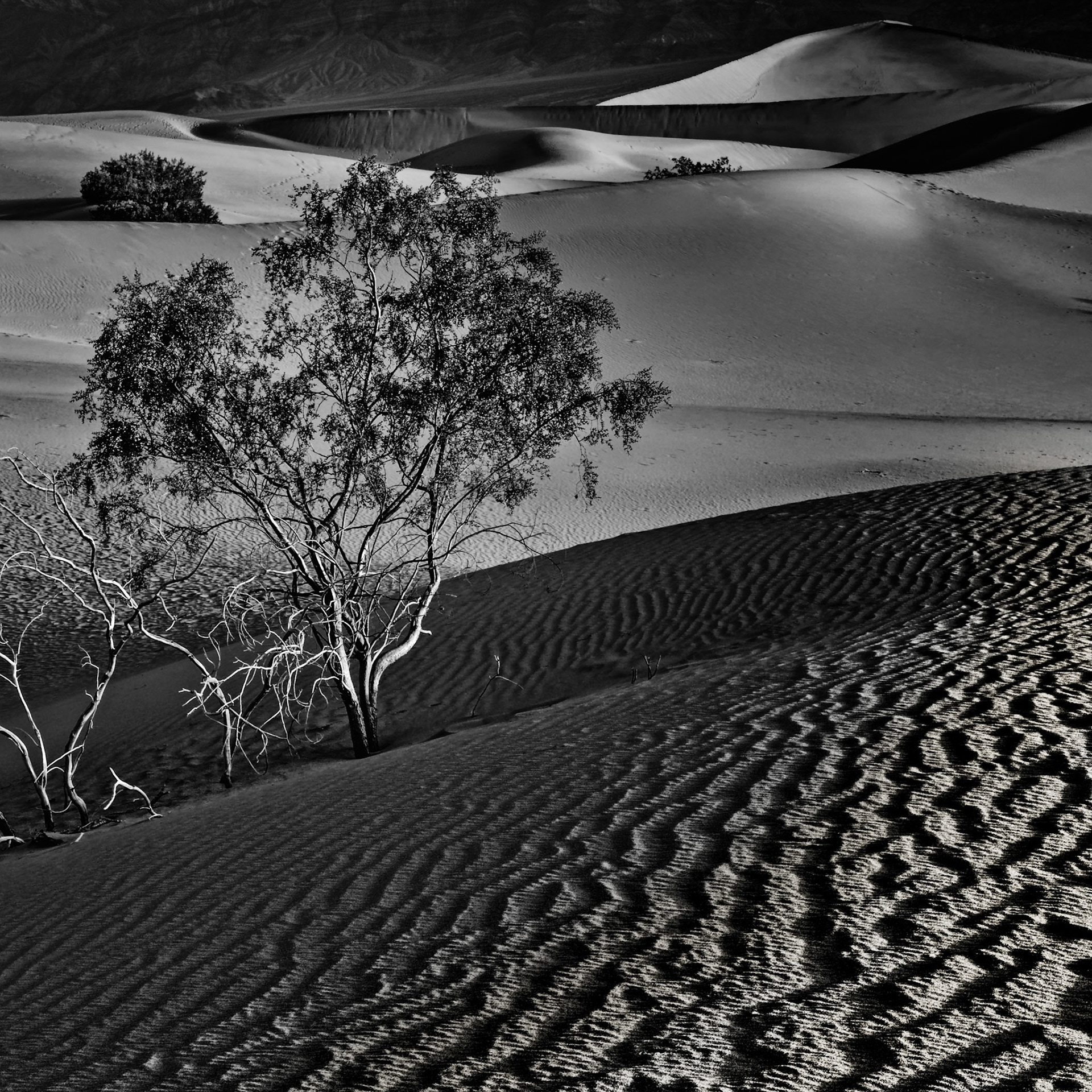 Dunes At Sunrise