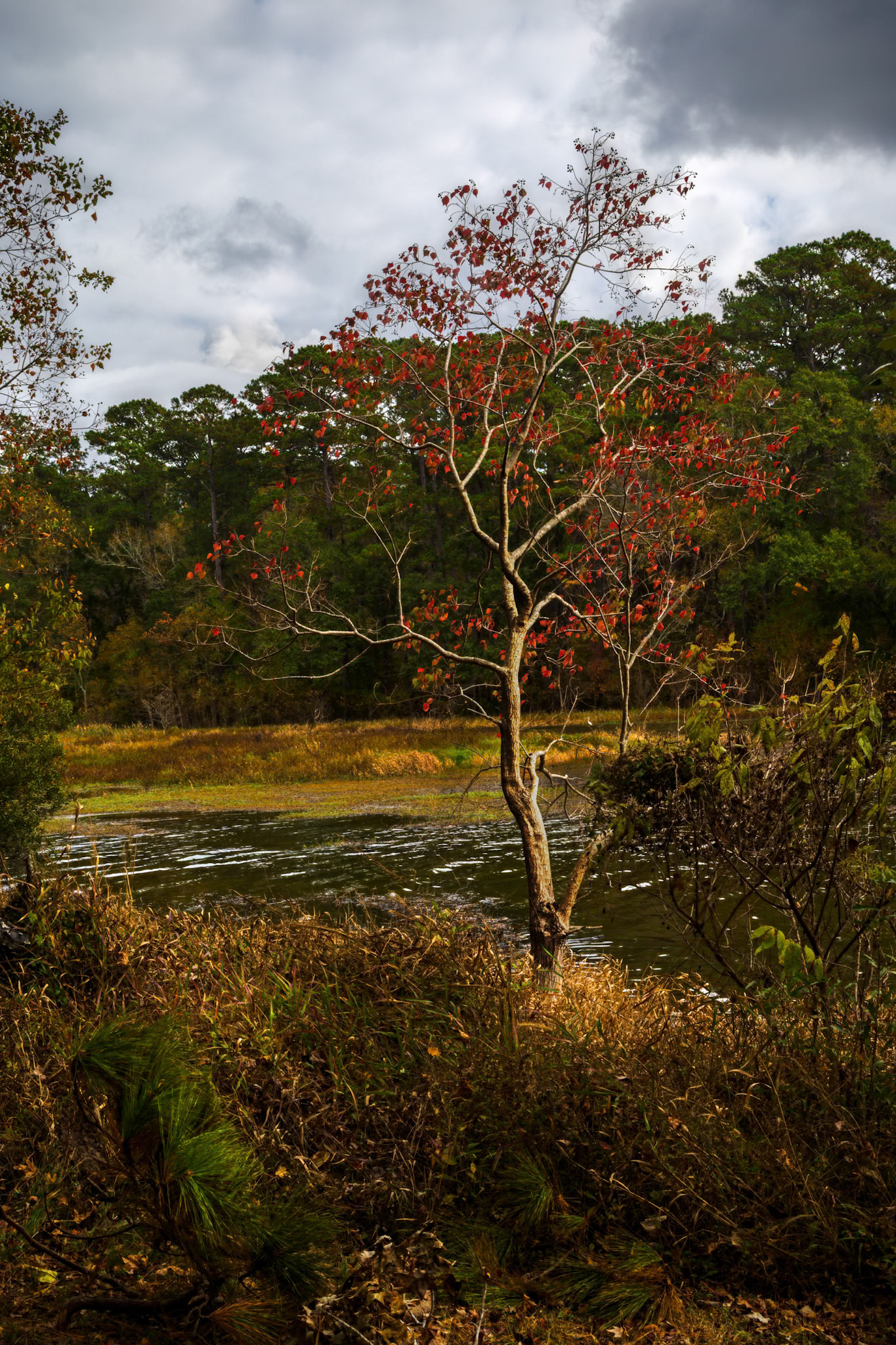 Autumn Tree By A Pond