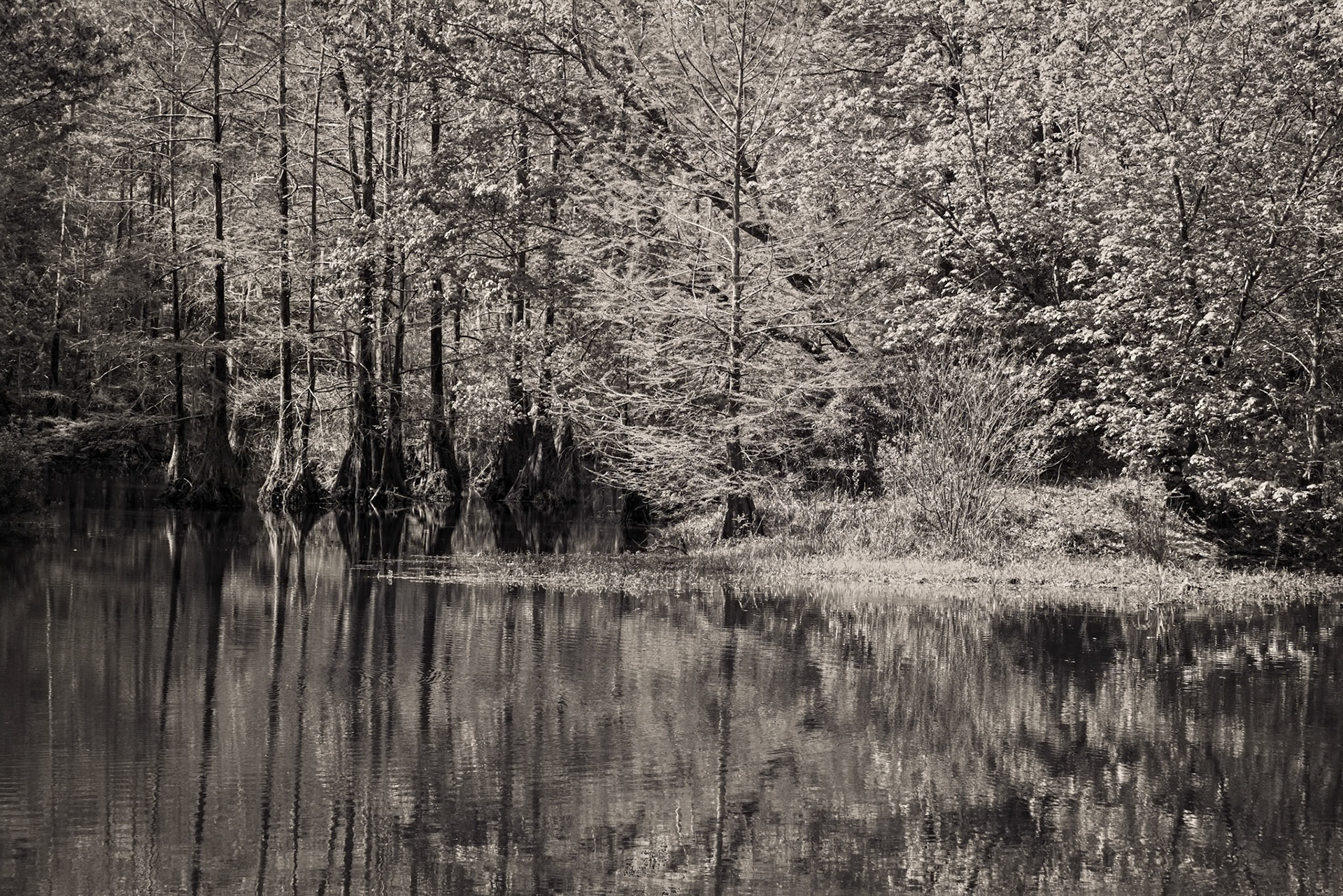 Bald Cypress Reflections
