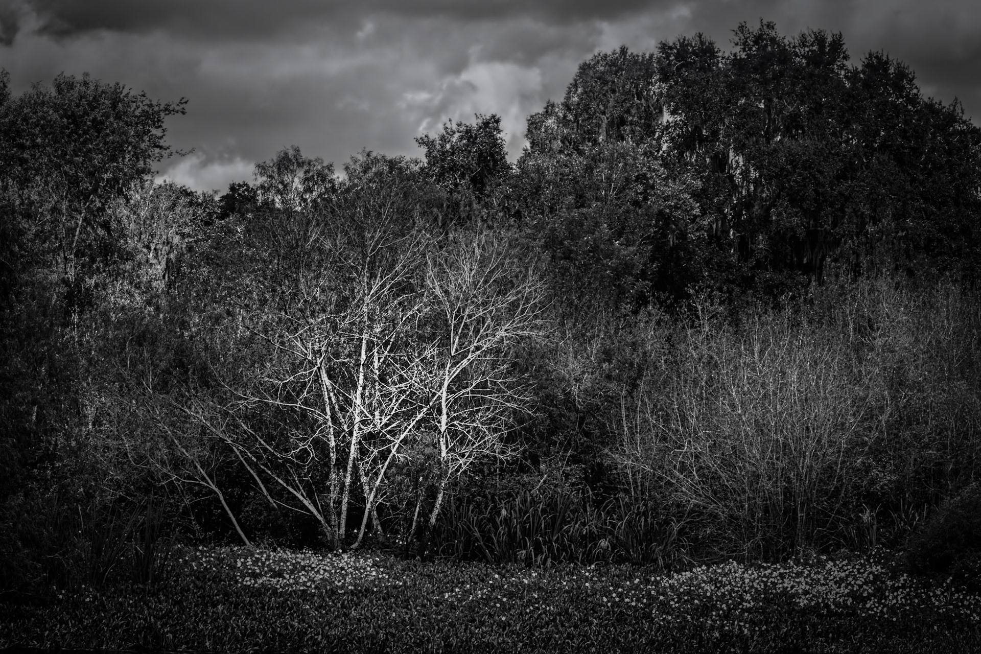 The Birch Tree in Autumn
