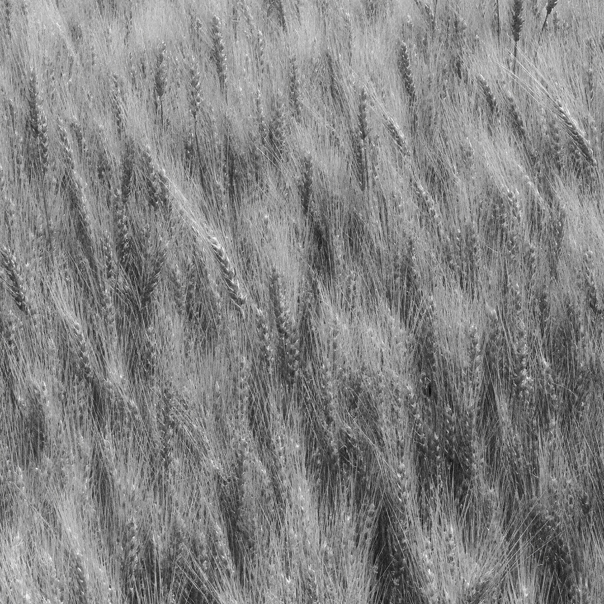 Wheat