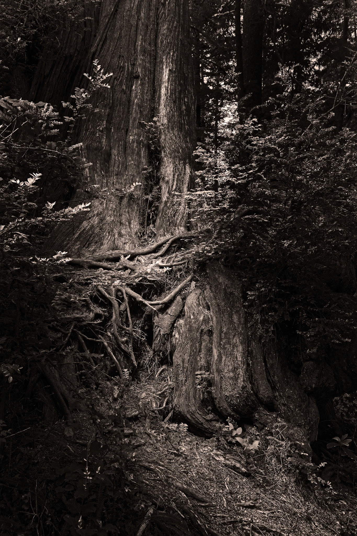 In The Forest Of Big Trees