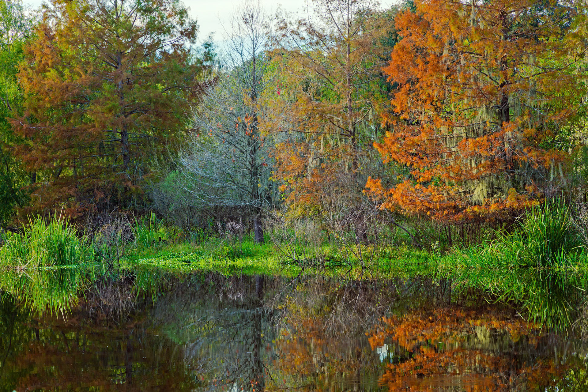 Autumn At Brazos Bend