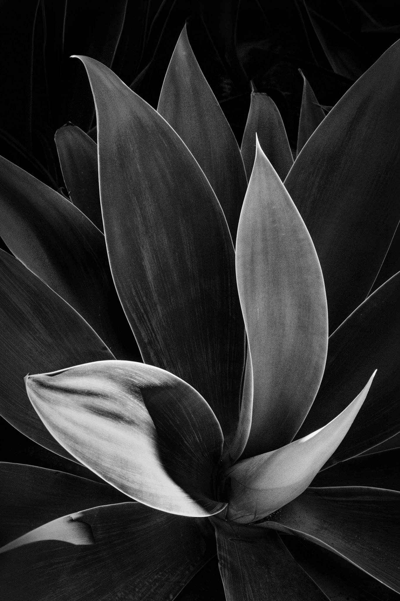 Agave Ballet